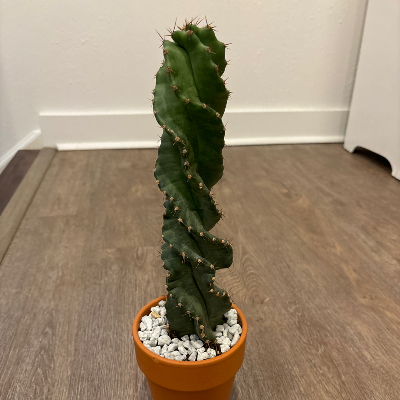 Spiral Cactus in a small pot with white pebbles on the soil surface.
