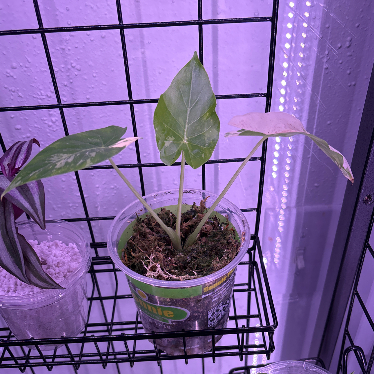 Photo of the plant species Alocasia gageana 'Albo' by @Amariebram named Nithin on Greg, the plant care app