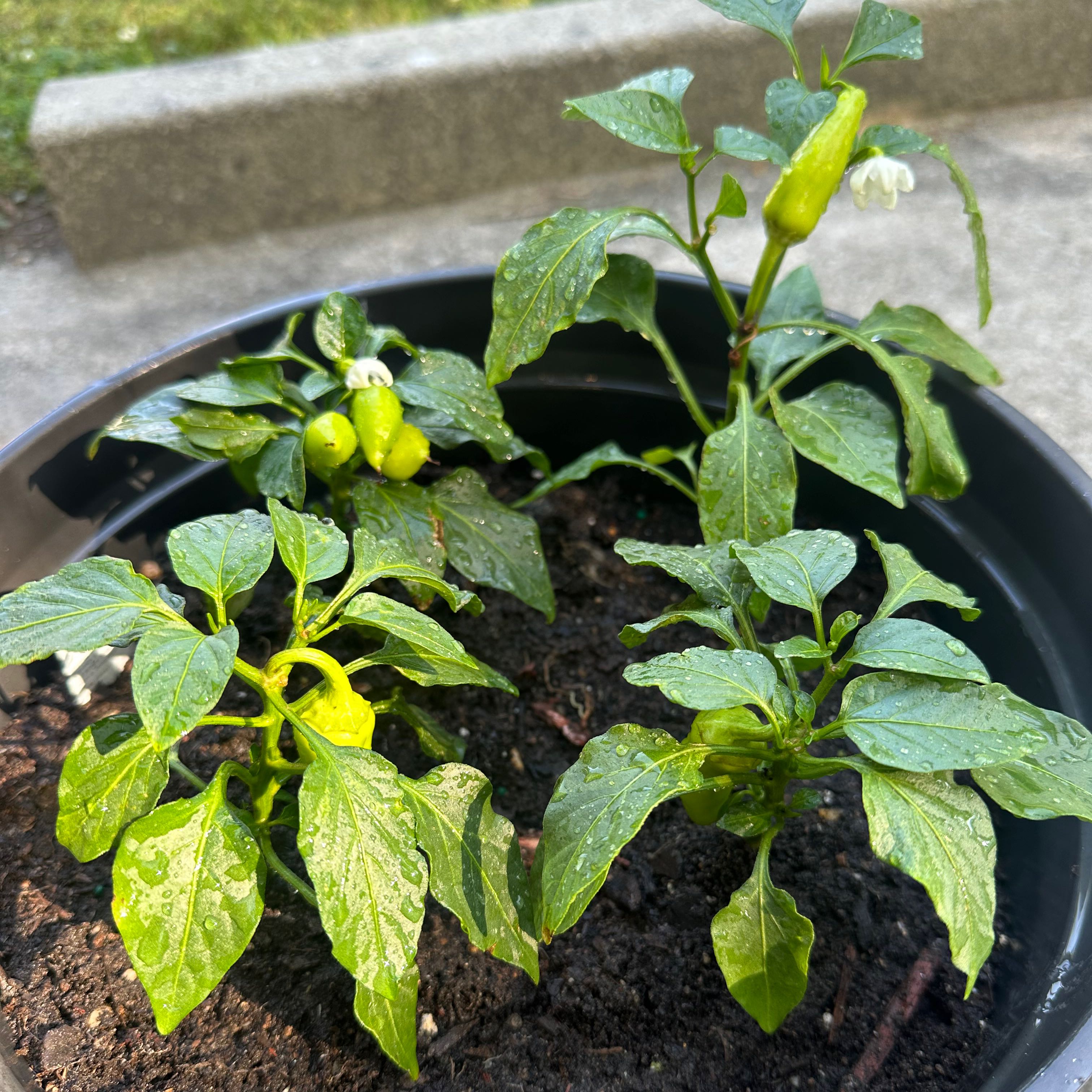 Photo of the plant species Hungarian Wax Pepper by @BuffNerveplant named Stella on Greg, the plant care app