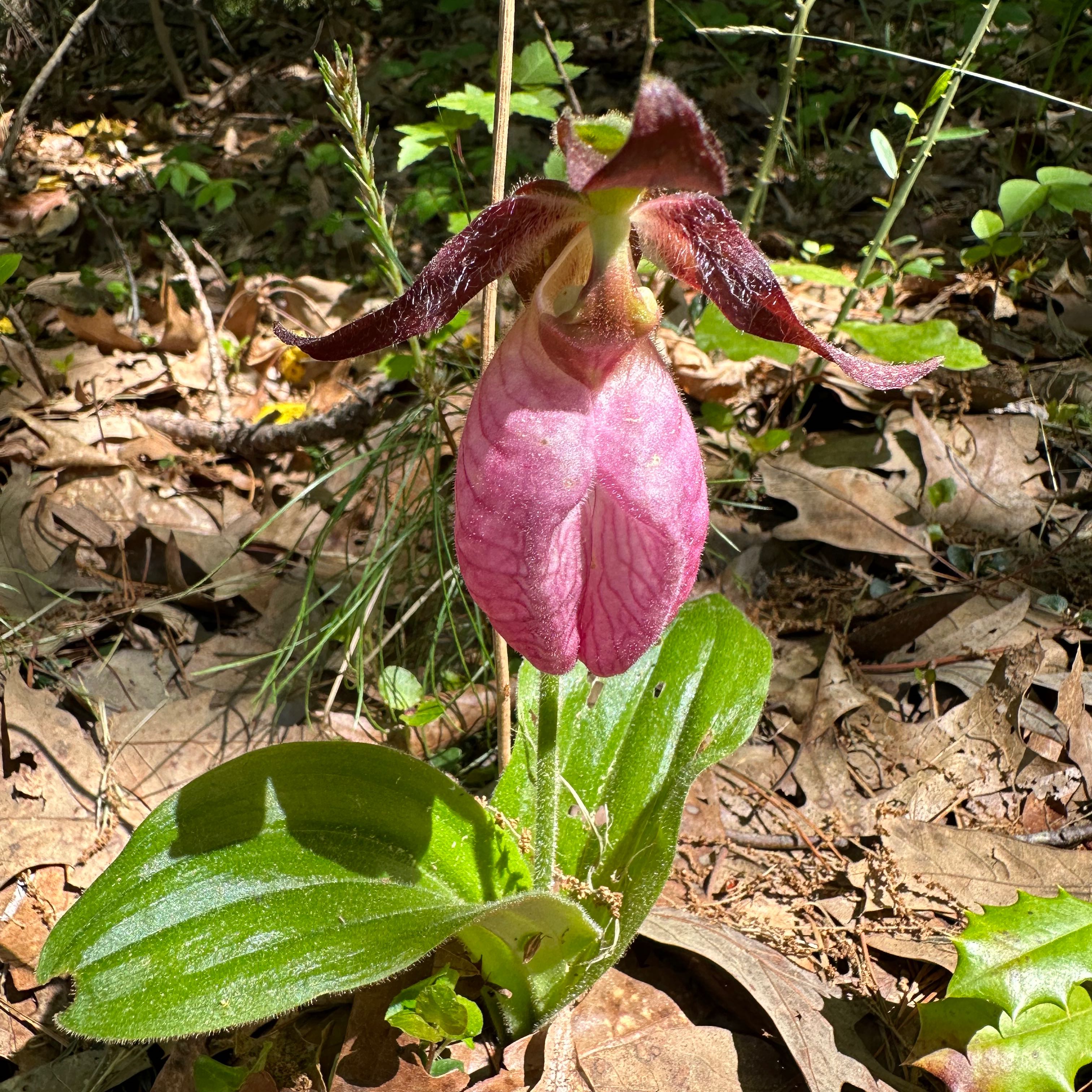 Photo of the plant species Lady's-Slipper Orchid by @BuffNerveplant named Ulysses S Plant on Greg, the plant care app
