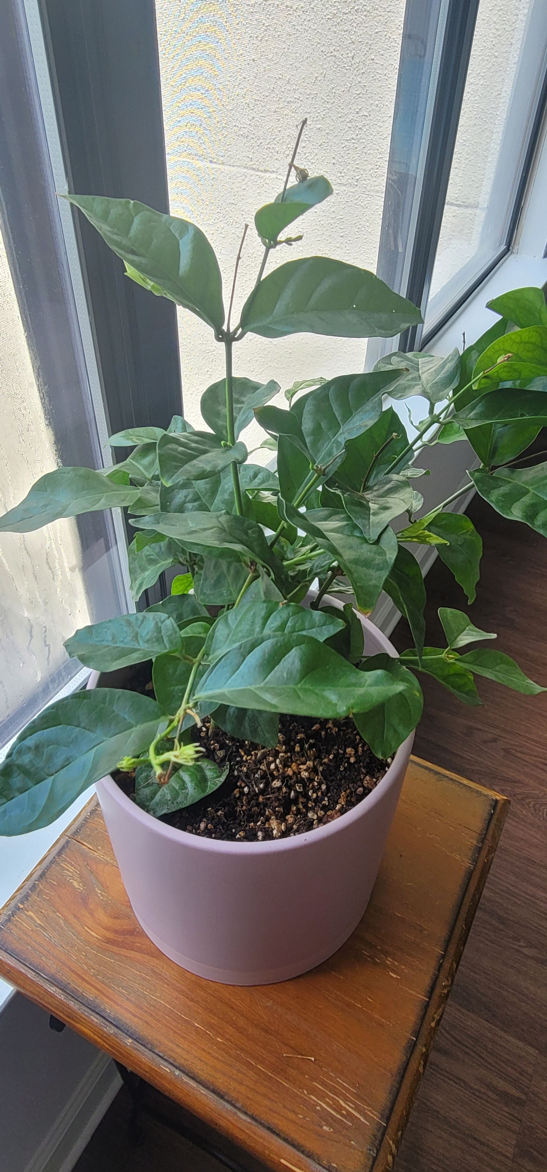 Dalal A plant by SpeedyF19 on Greg