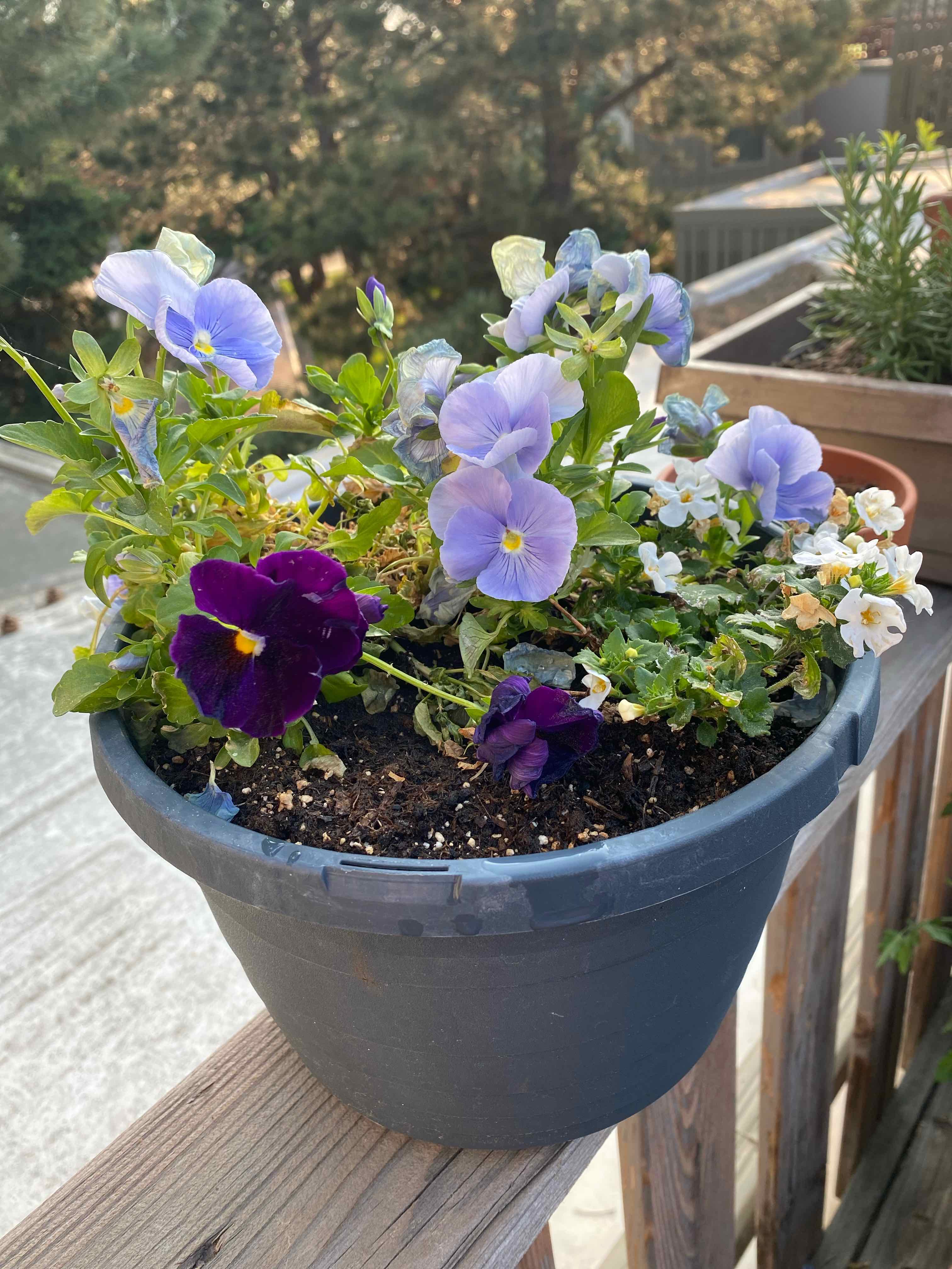 Potted Wild Pansy plant with vibrant purple and white flowers on a wooden deck.