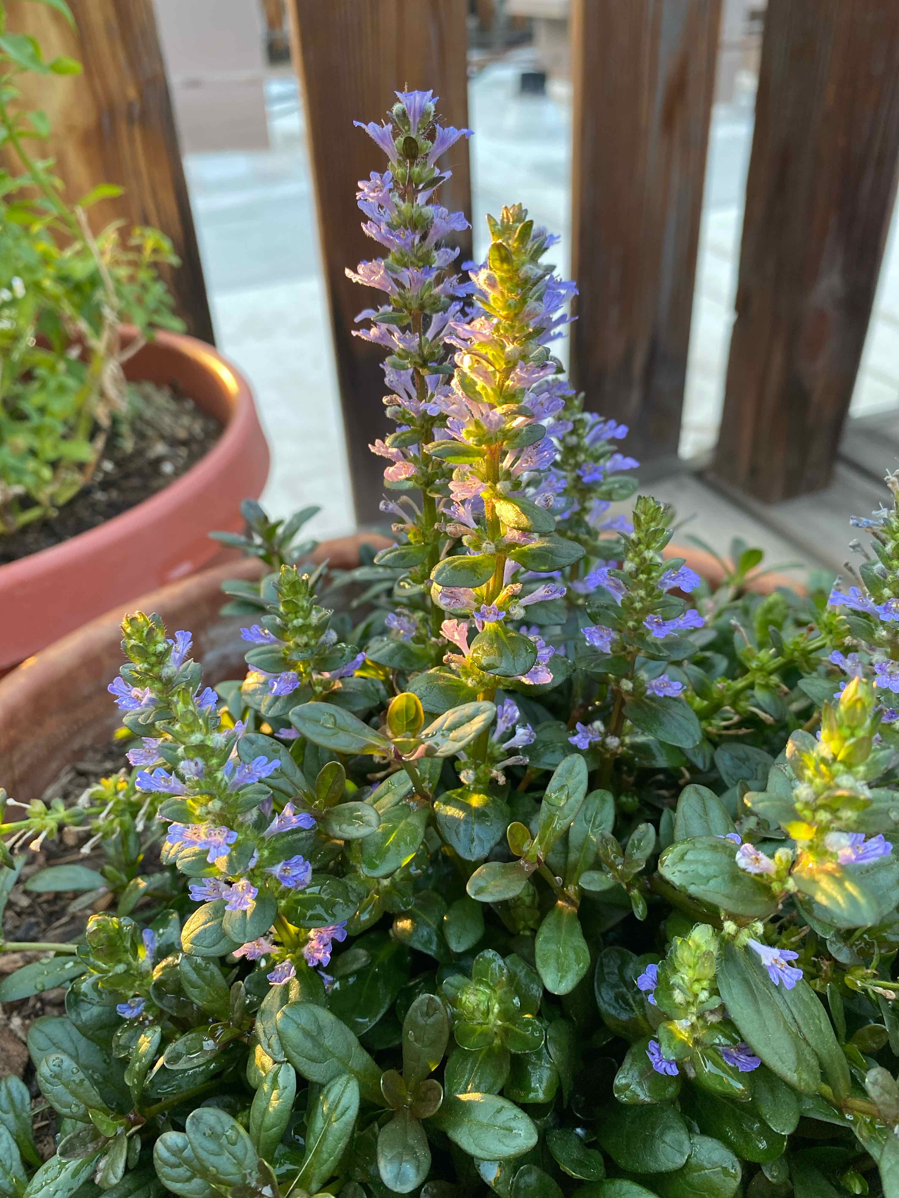 Blue Bugle plant with vibrant green leaves and purple flowers in a pot.