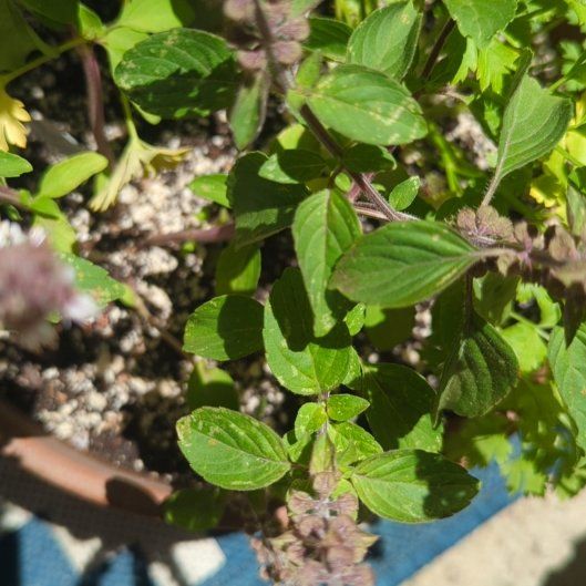 Photo of the plant species African Basil by @BrotherRedbush named Luna on Greg, the plant care app