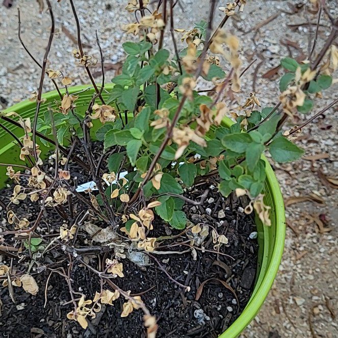 Photo of the plant species Salvia by @GoldCliffsedum named Sol on Greg, the plant care app