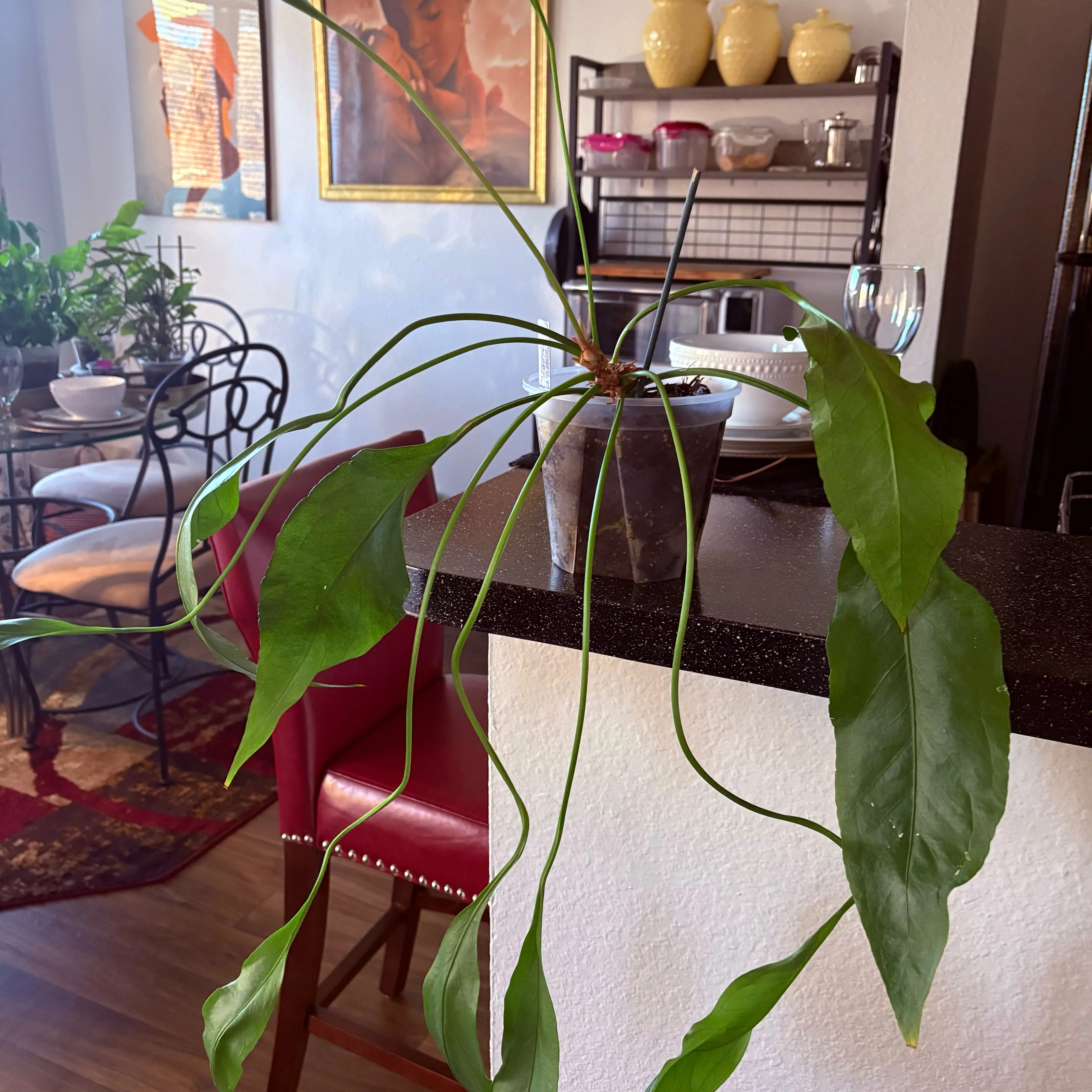 Photo of the plant species Anthurium 'Big Red Bird' by @SweetAzurebluet named Marilyn on Greg, the plant care app