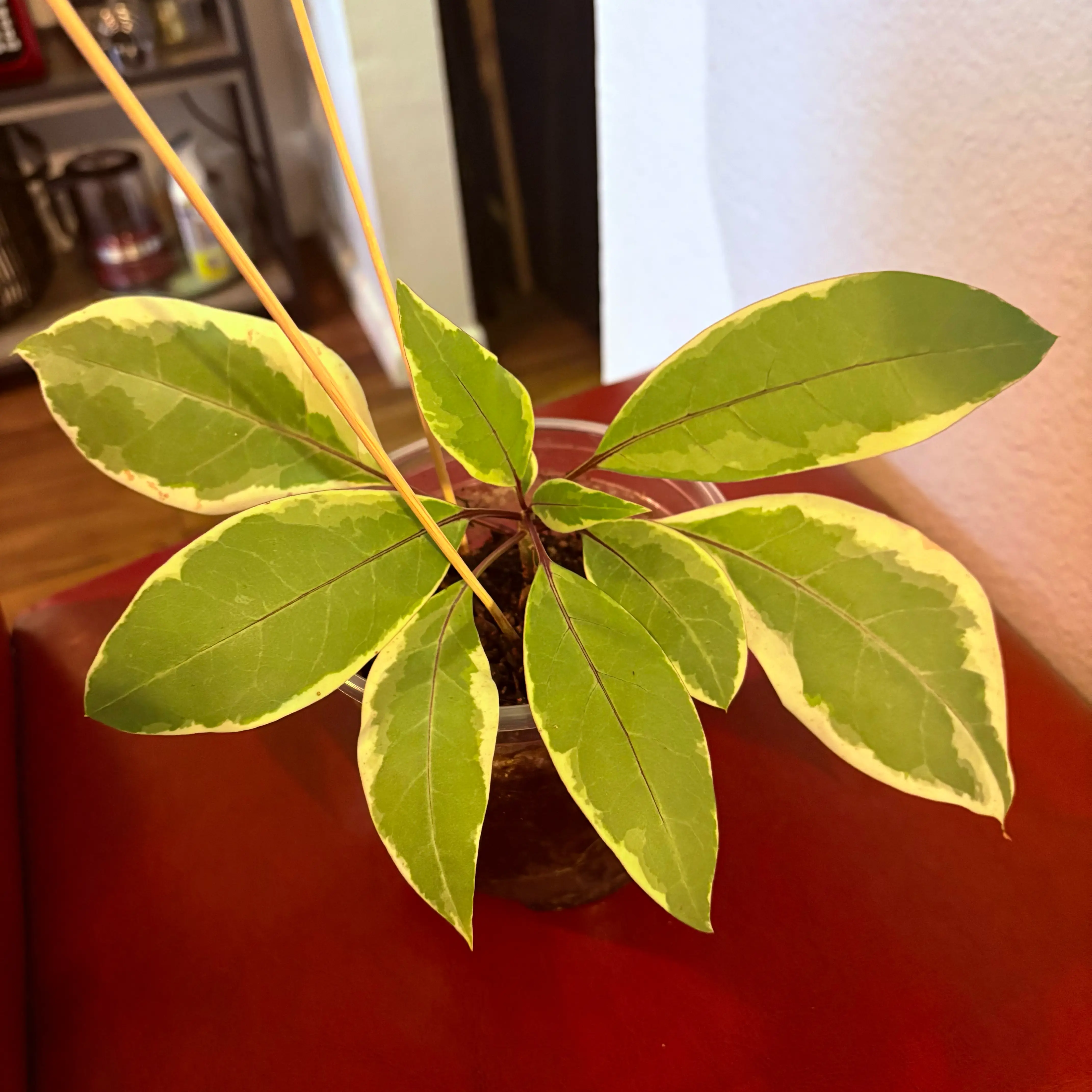 Photo of the plant species Chalice Cup Vine by @SweetAzurebluet named Luna on Greg, the plant care app