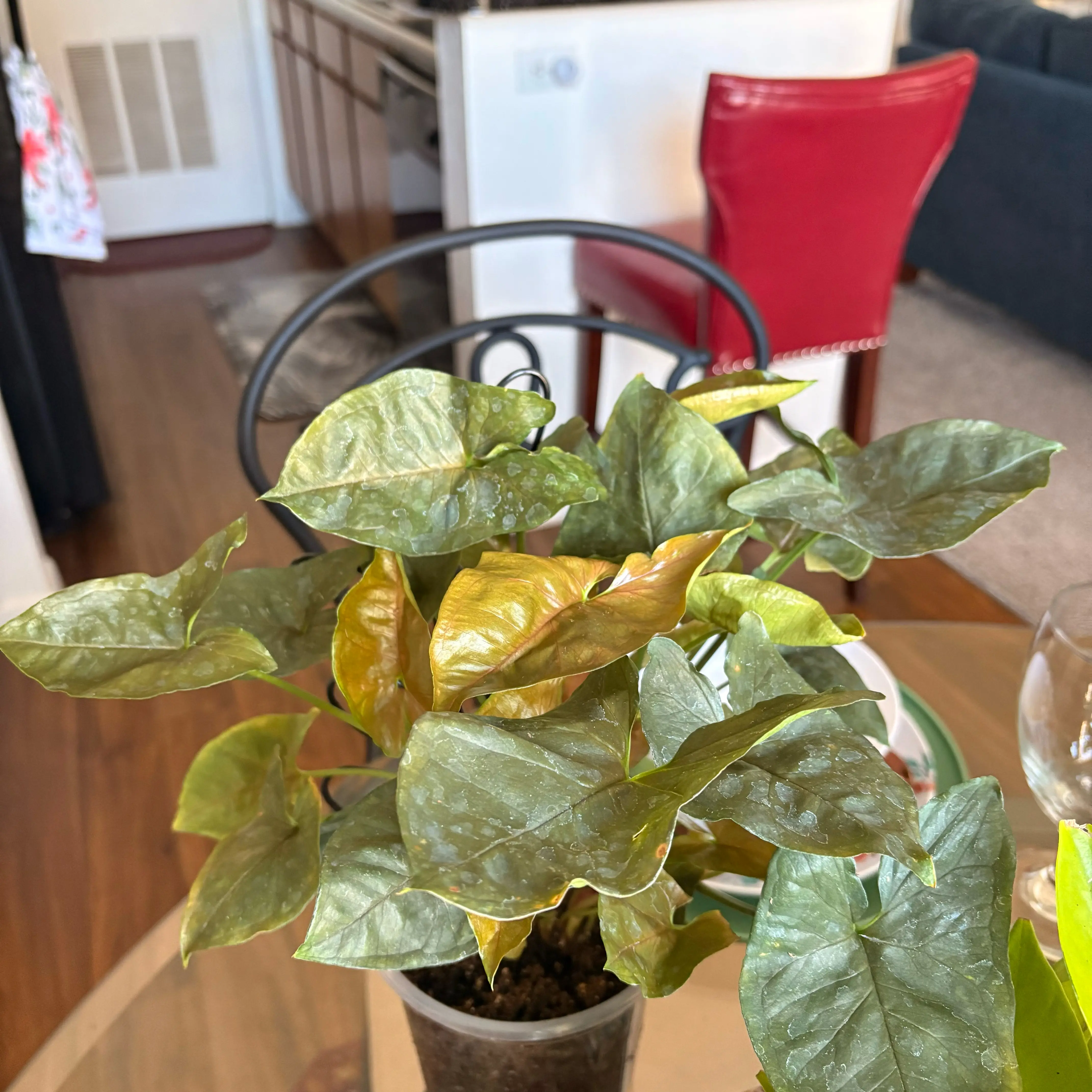 Plant care for Rose on Greg, the plant care app
