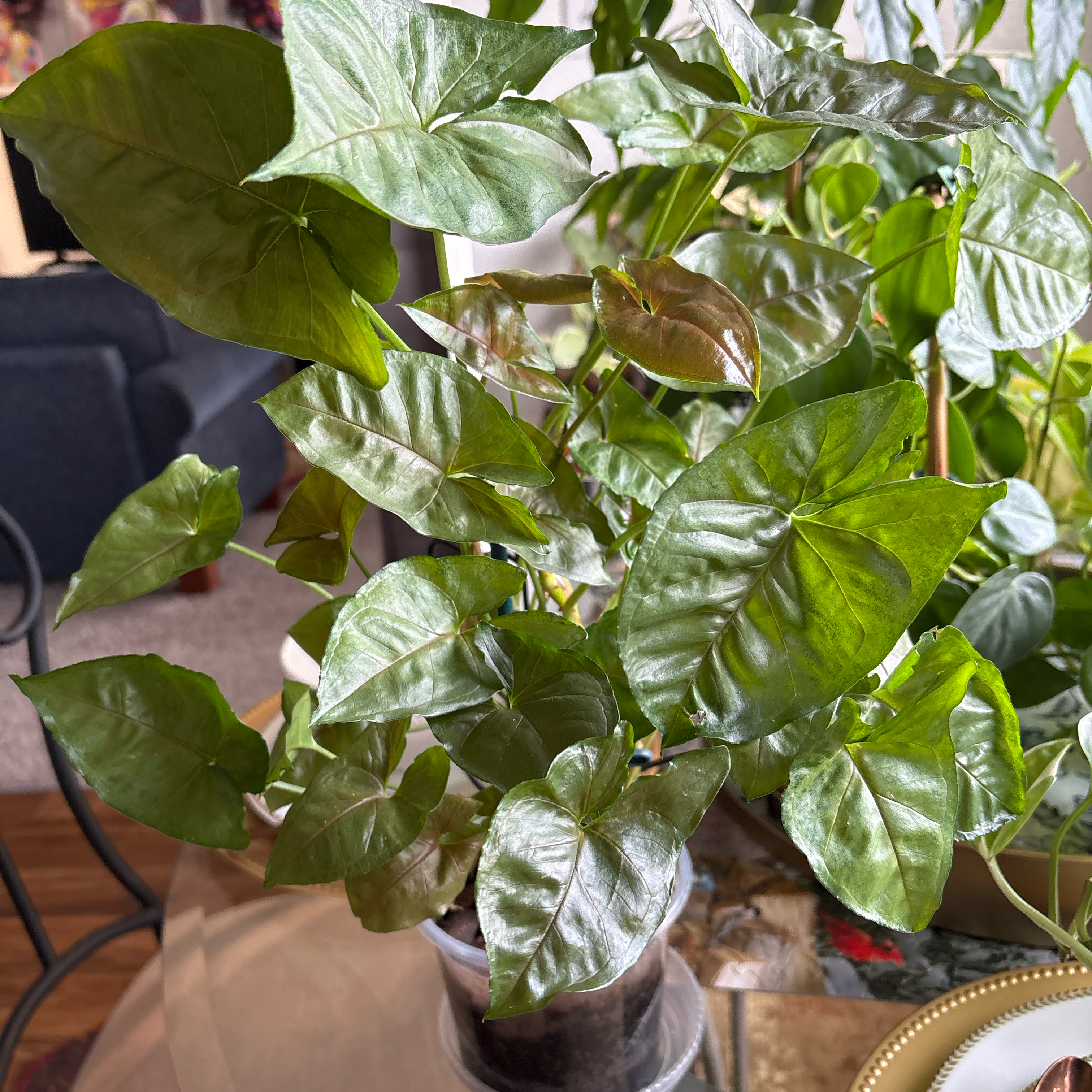Photo of the plant species Green Nephthytis Plant by @SweetAzurebluet named Hamilton on Greg, the plant care app