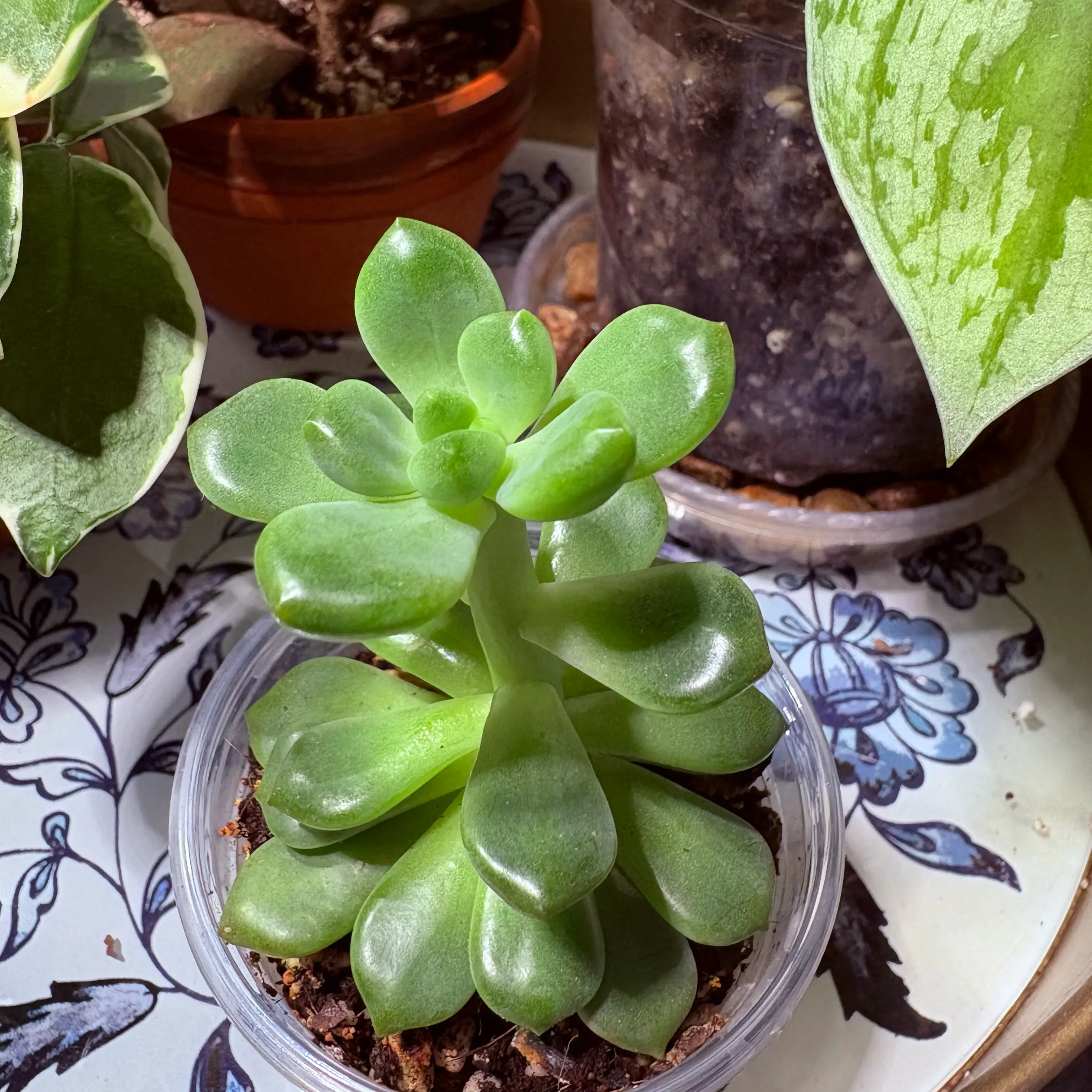 Photo of the plant species Crested Cermeria Expatriata by @SweetAzurebluet named Remington on Greg, the plant care app