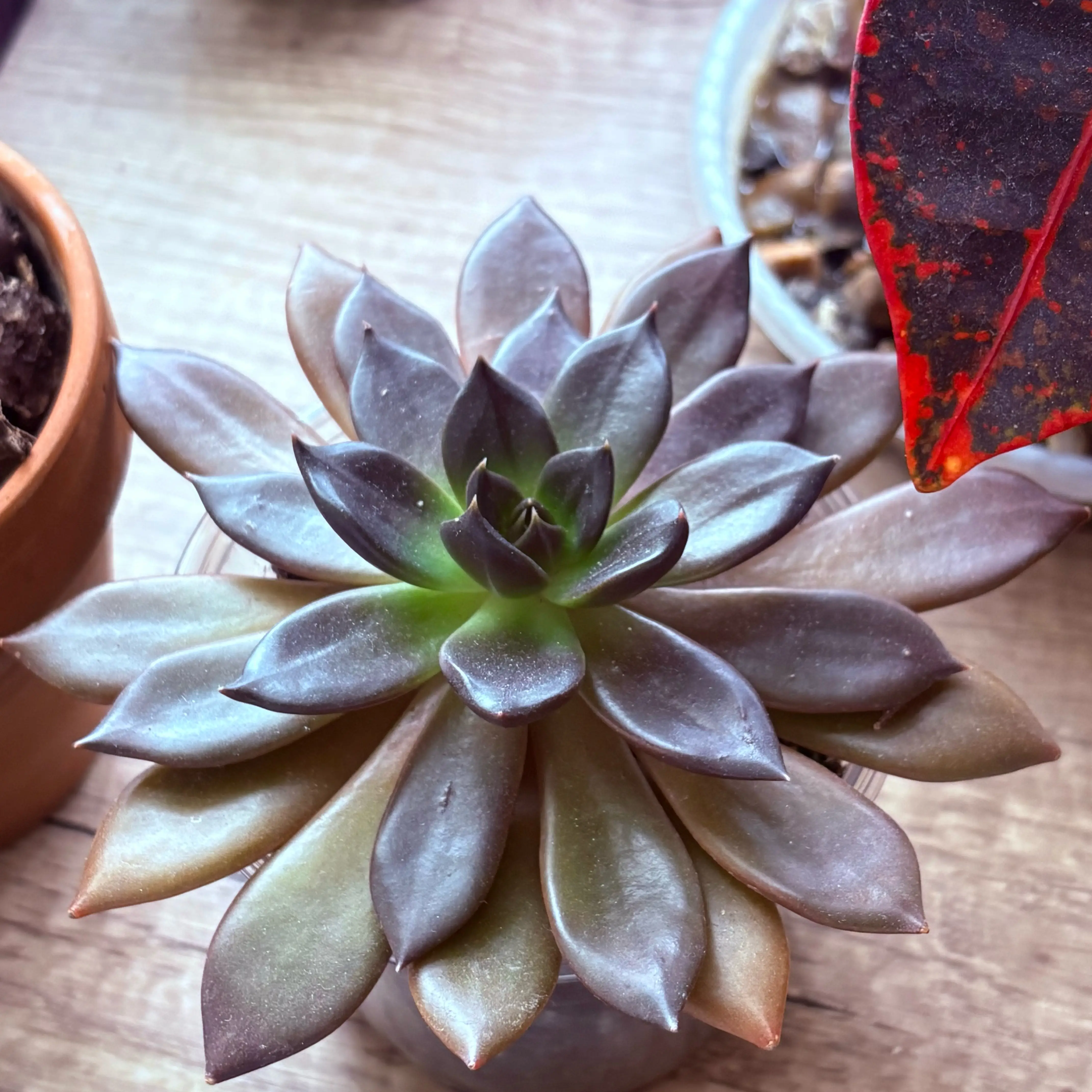 Photo of the plant species 'Black Flash' by @SweetAzurebluet named Achilles on Greg, the plant care app