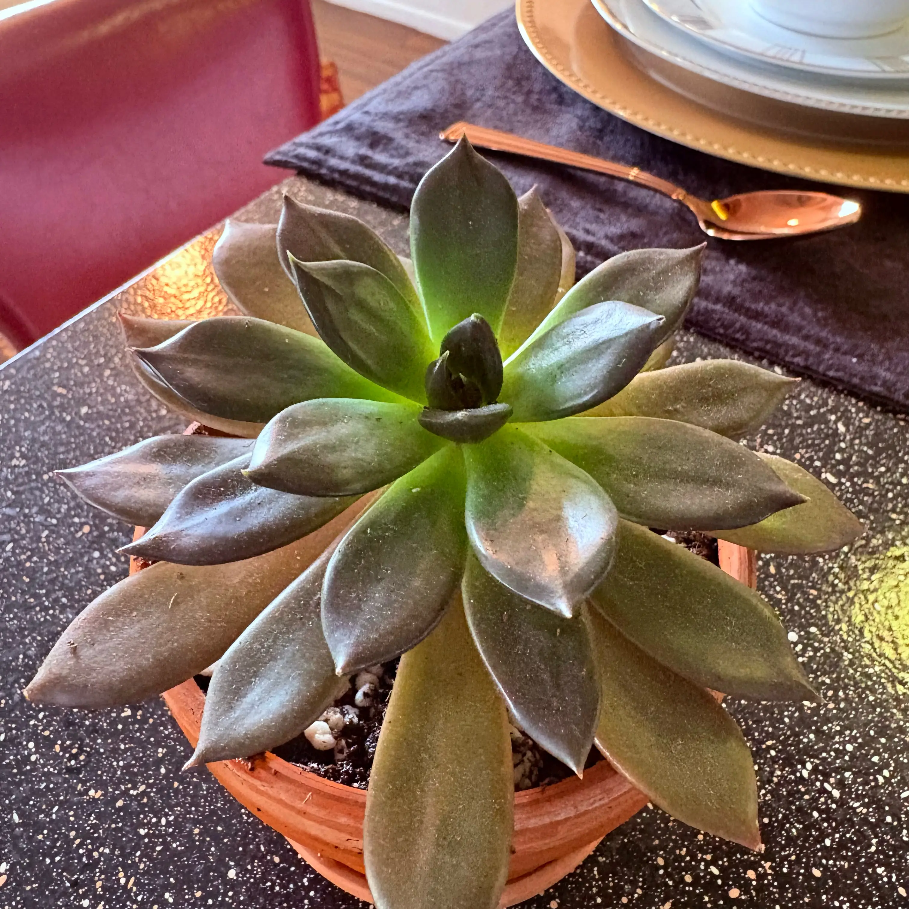 Photo of the plant species 'Black Flash' by @SweetAzurebluet named Achilles on Greg, the plant care app