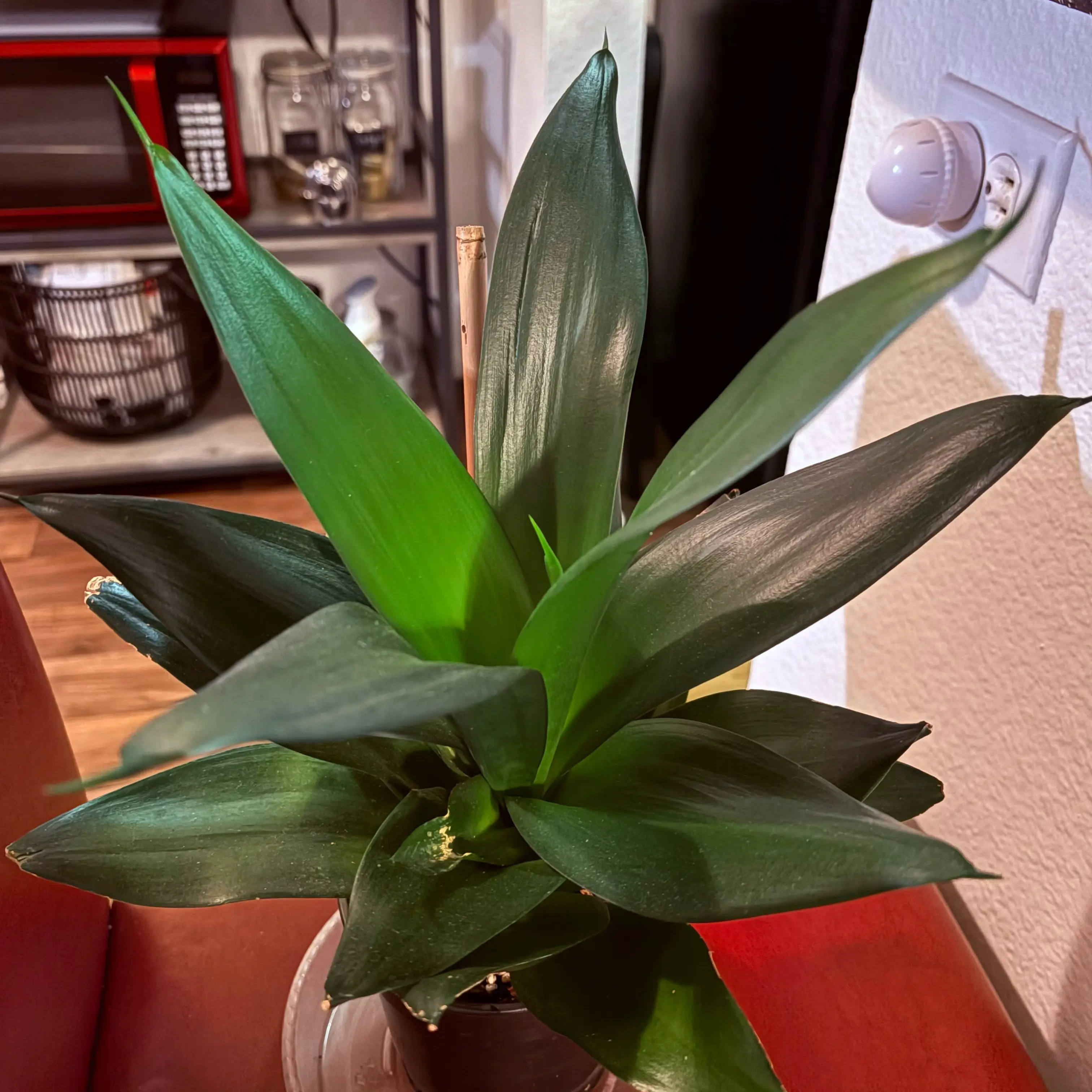 Photo of the plant species Snake Plant by @SweetAzurebluet named Denali on Greg, the plant care app