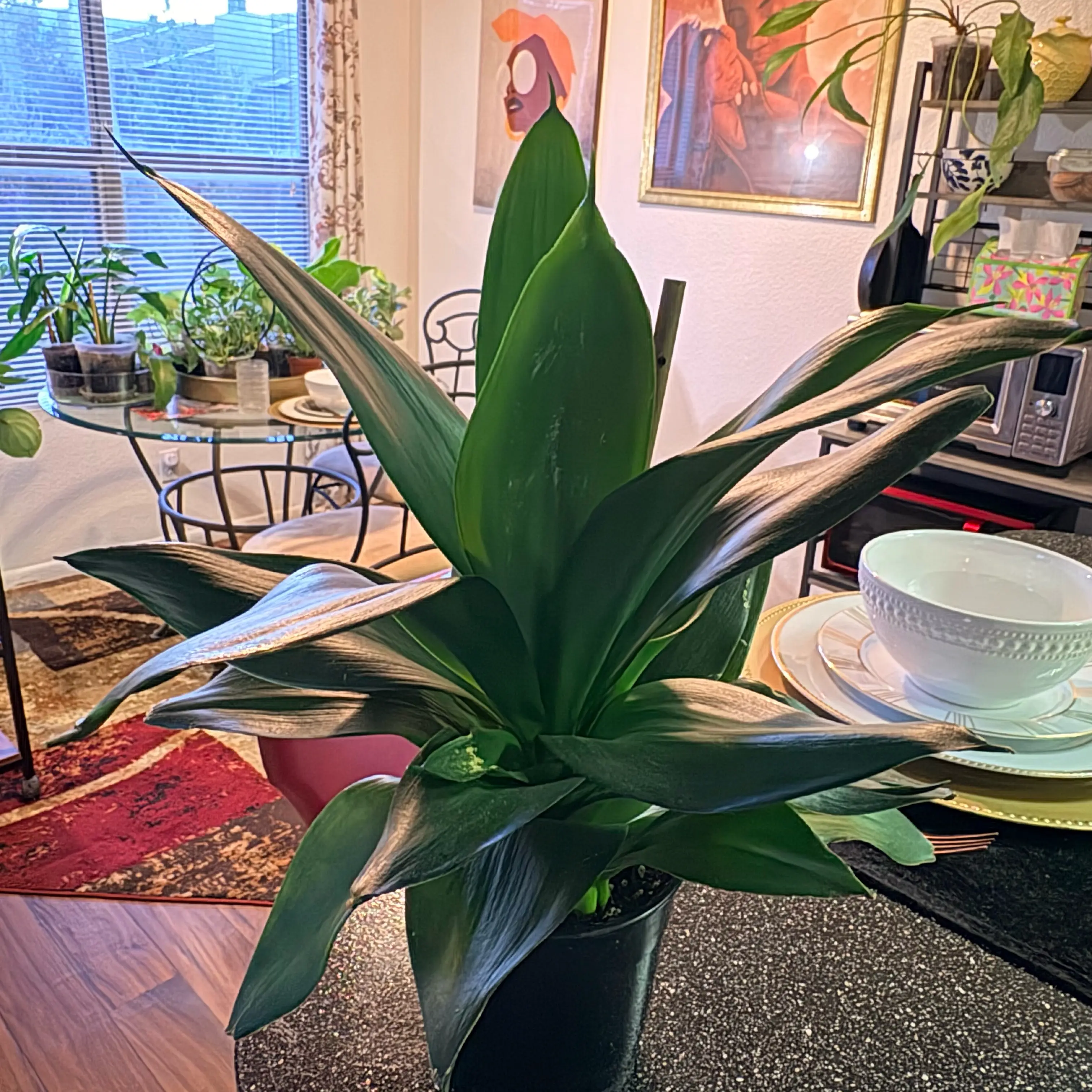 Photo of the plant species Snake Plant by @SweetAzurebluet named Denali on Greg, the plant care app