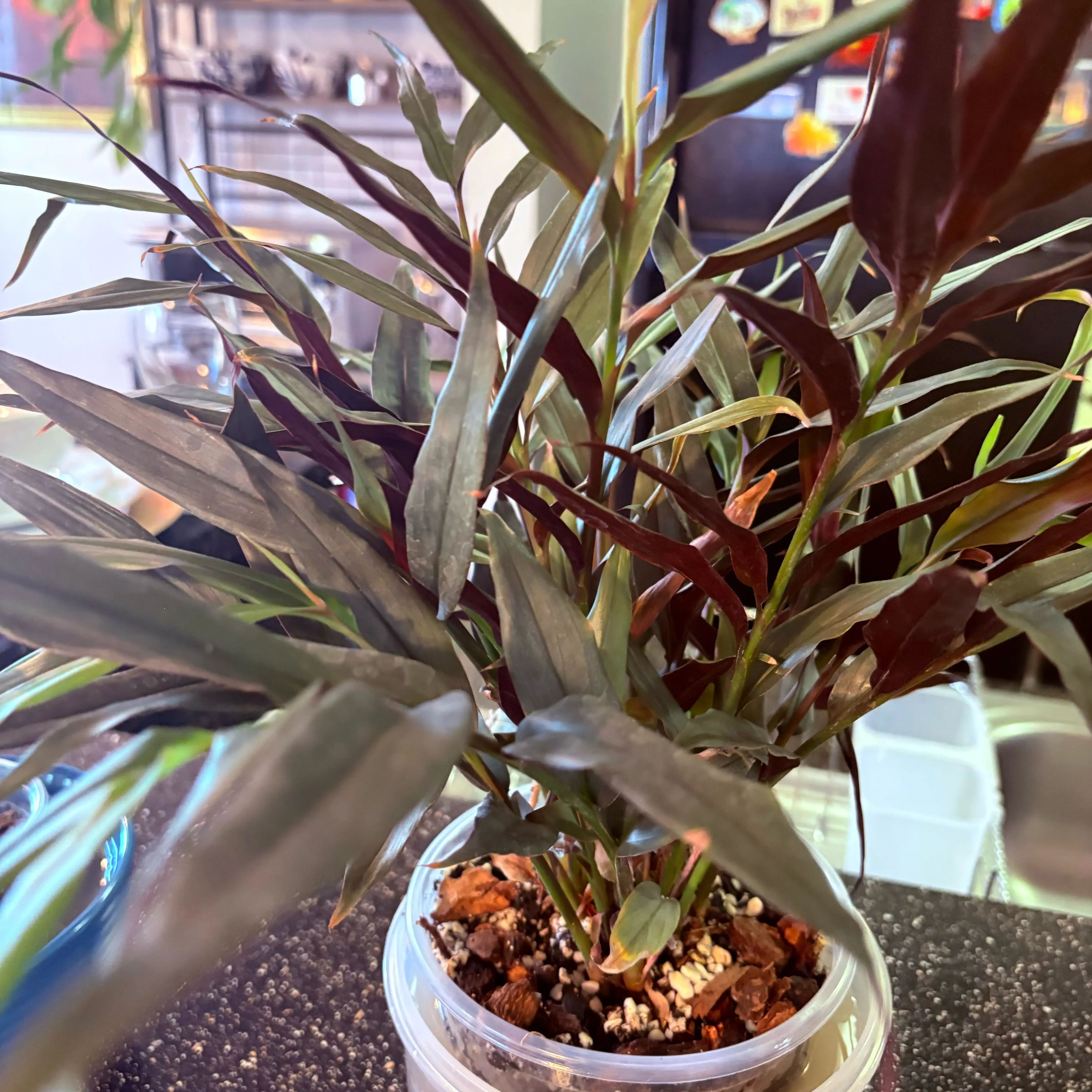 Photo of the plant species Red Bamboo by @SweetAzurebluet named Miley on Greg, the plant care app