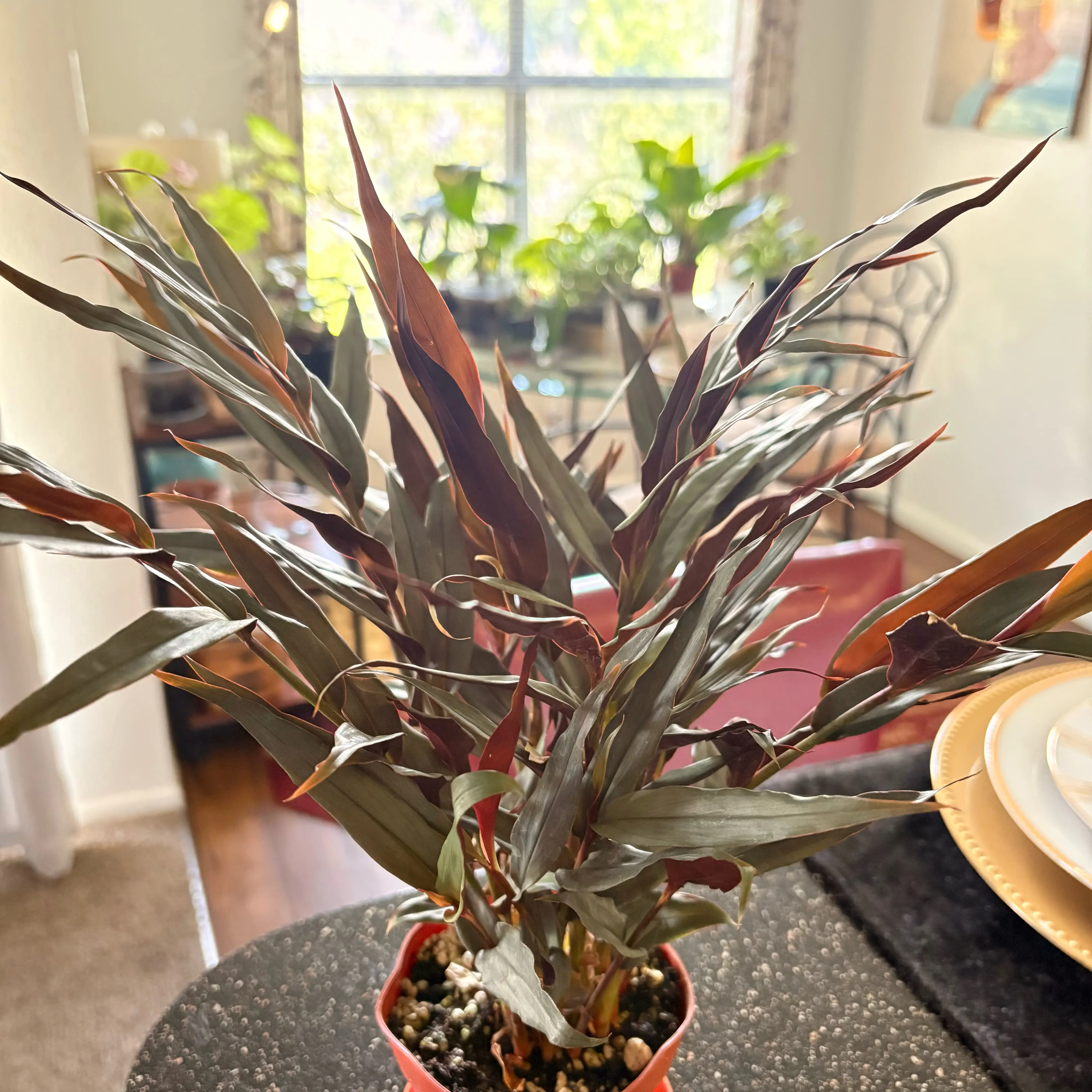 Photo of the plant species Red Bamboo by @SweetAzurebluet named Miley on Greg, the plant care app