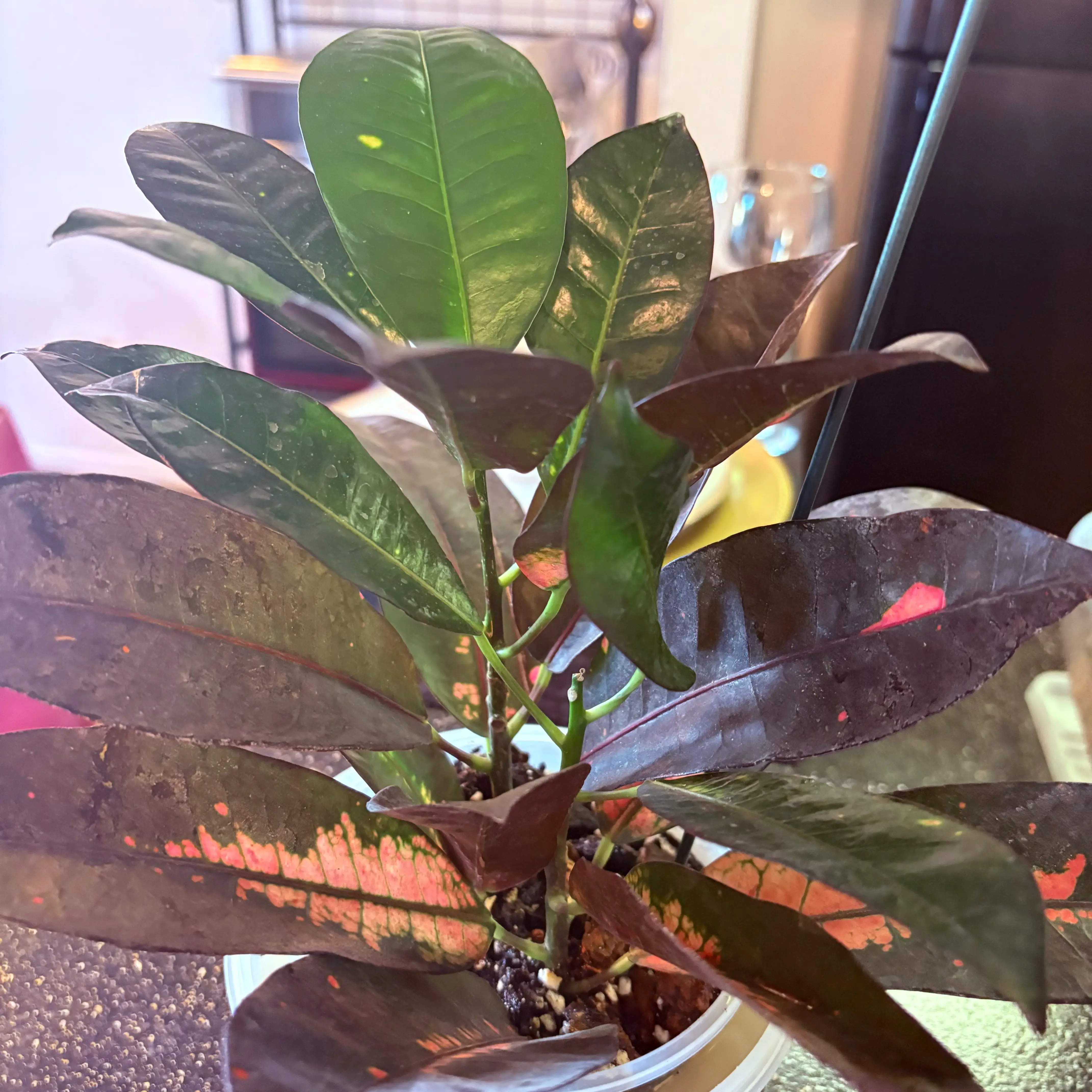 Photo of the plant species Croton Red Iceton by @SweetAzurebluet named Coco on Greg, the plant care app