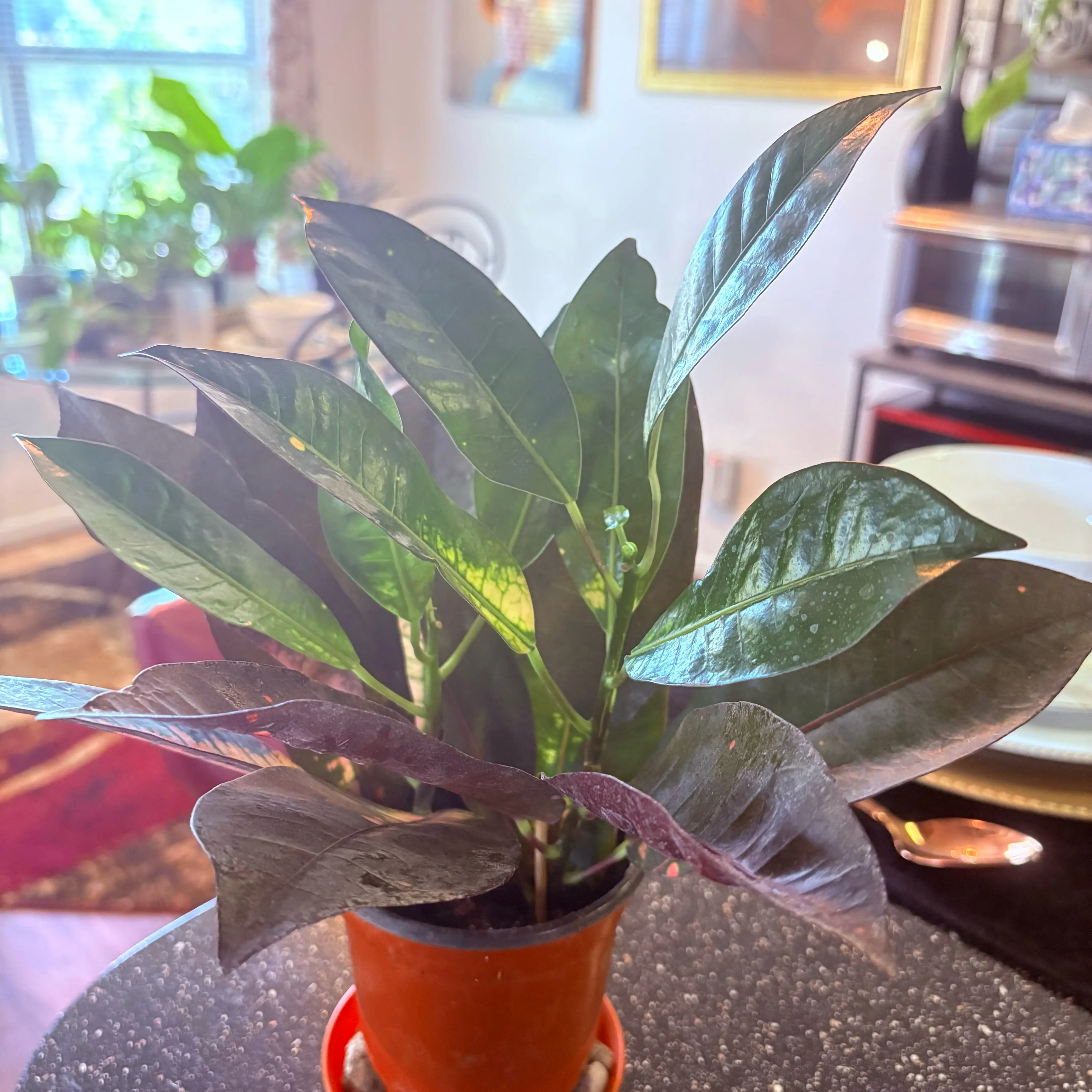 Photo of the plant species Croton Red Iceton by @SweetAzurebluet named Coco on Greg, the plant care app