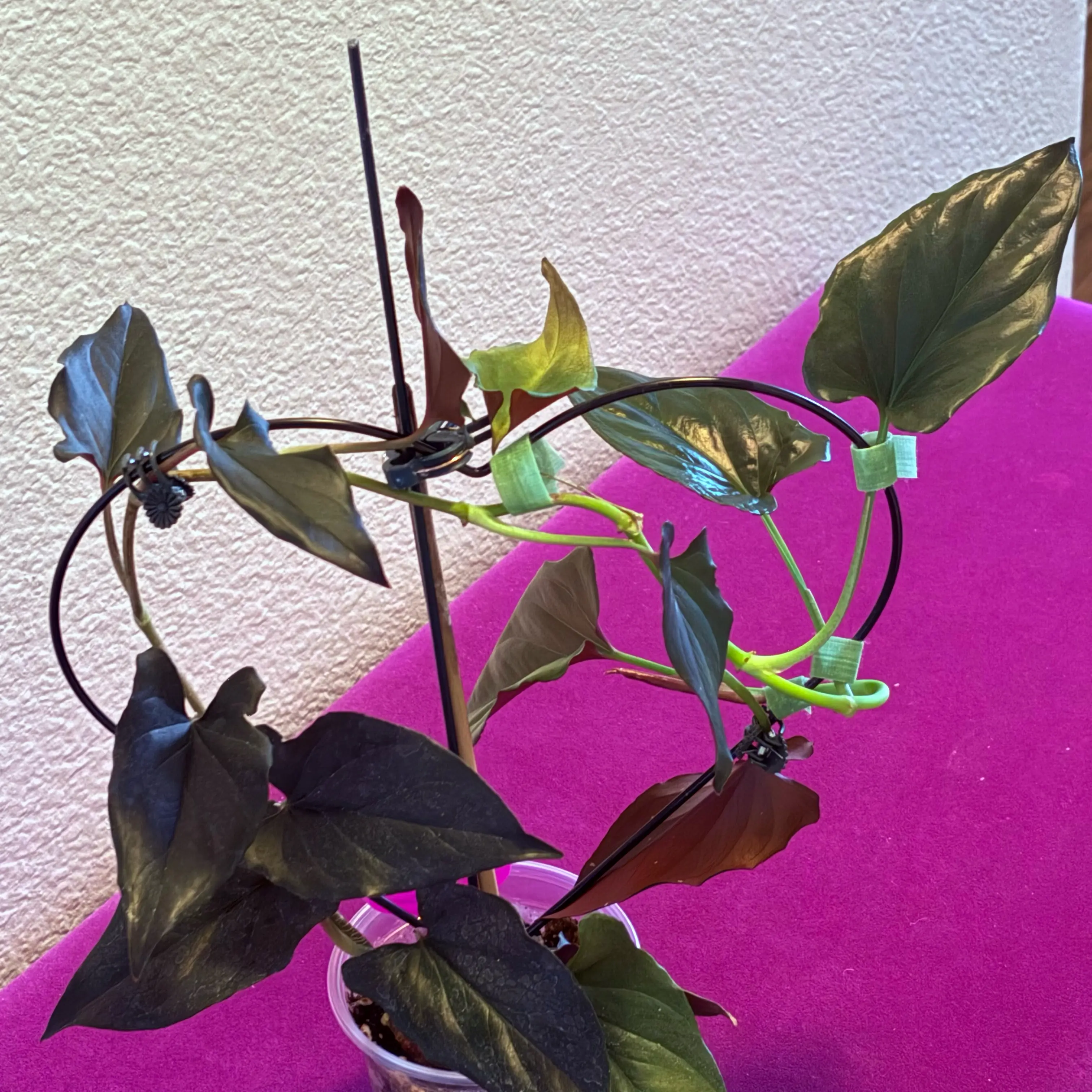 Photo of the plant species Syngonium Erythrophyllum by @SweetAzurebluet named Harmony on Greg, the plant care app