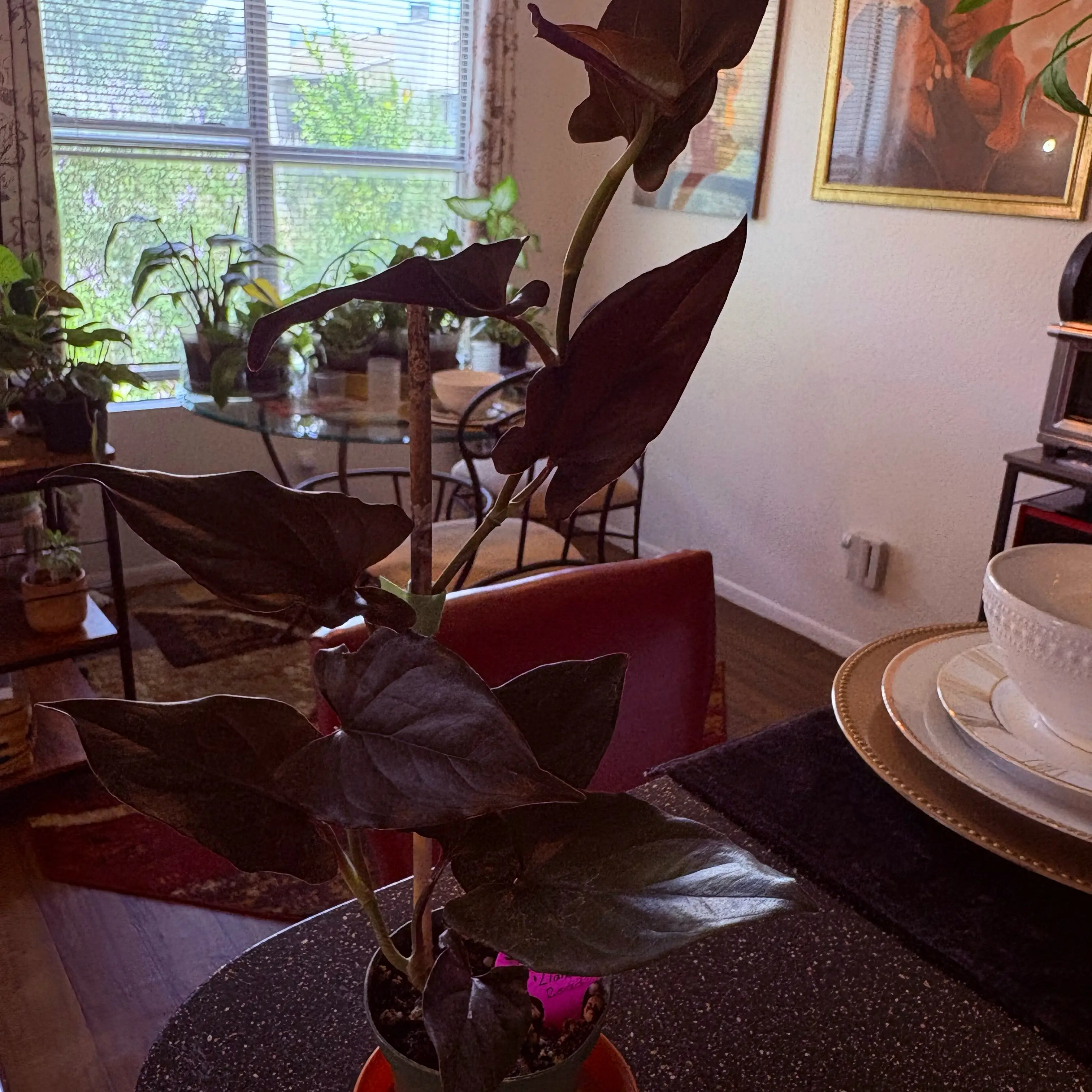 Photo of the plant species Llano-Carti Road by @SweetAzurebluet named Harmony on Greg, the plant care app
