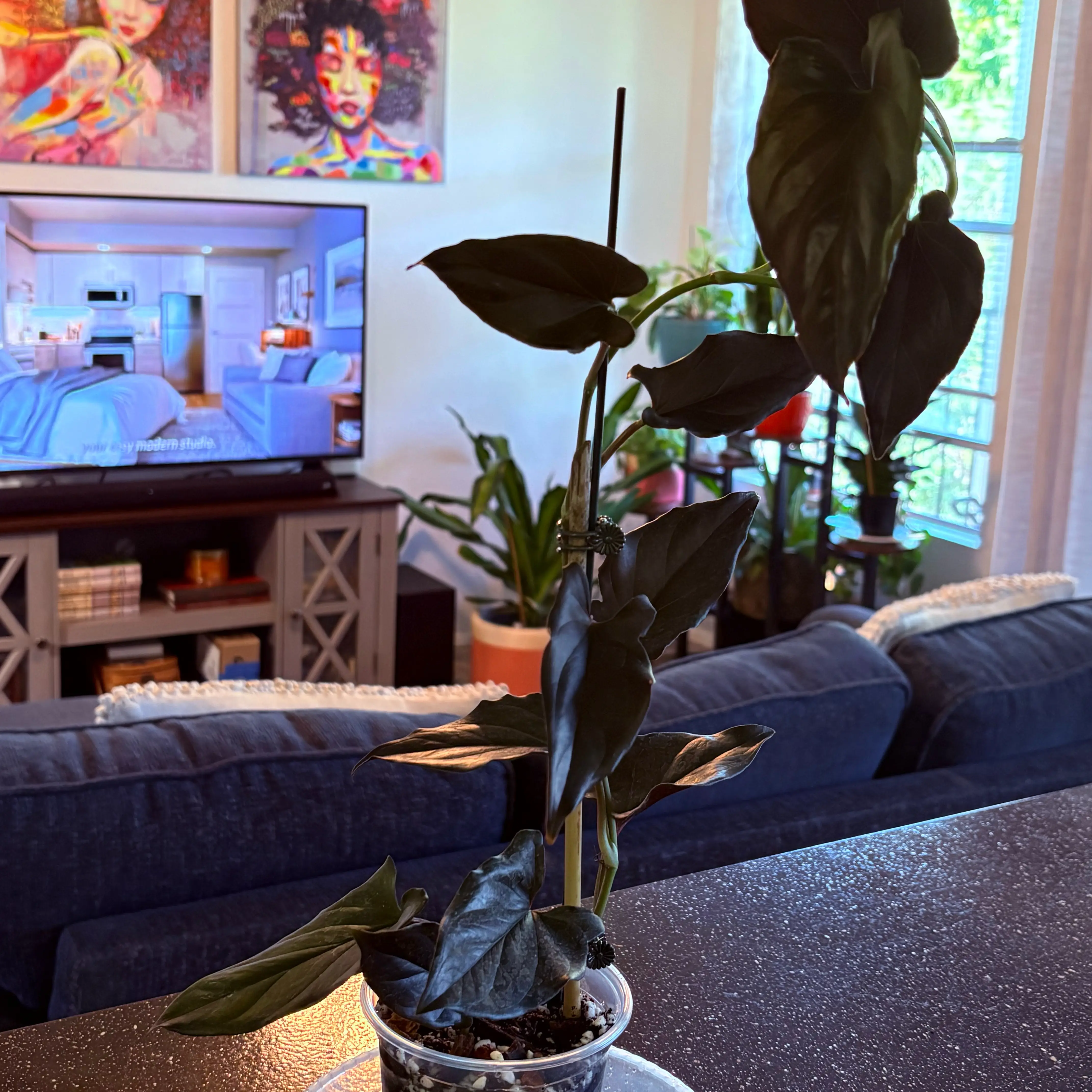 Photo of the plant species Syngonium Erythrophyllum by @SweetAzurebluet named Harmony on Greg, the plant care app