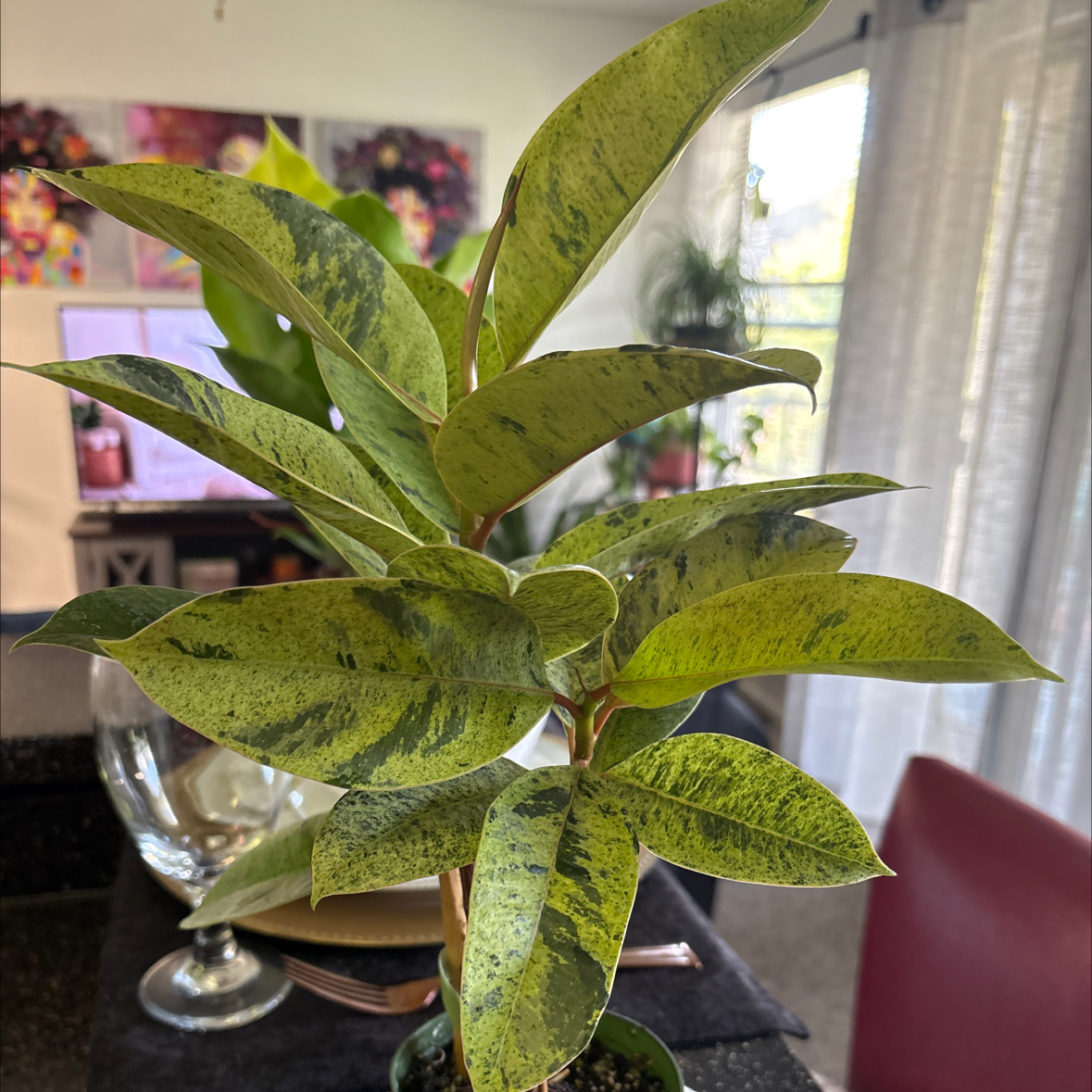 Photo of the plant species Ficus elastica 'Shivereana' by @SweetAzurebluet named Kylie on Greg, the plant care app