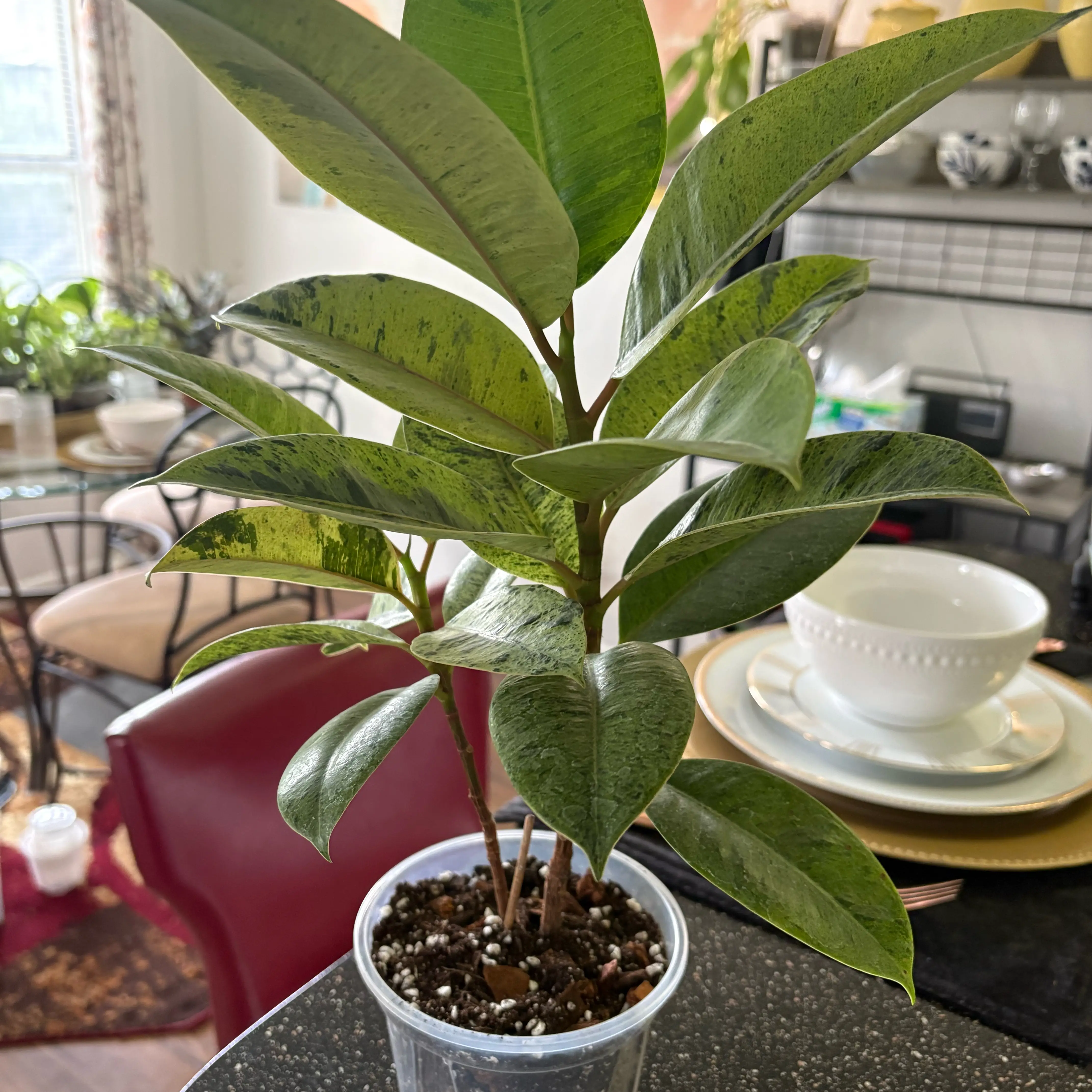 Photo of the plant species Ficus elastica 'Shivereana' by @SweetAzurebluet named Kylie on Greg, the plant care app
