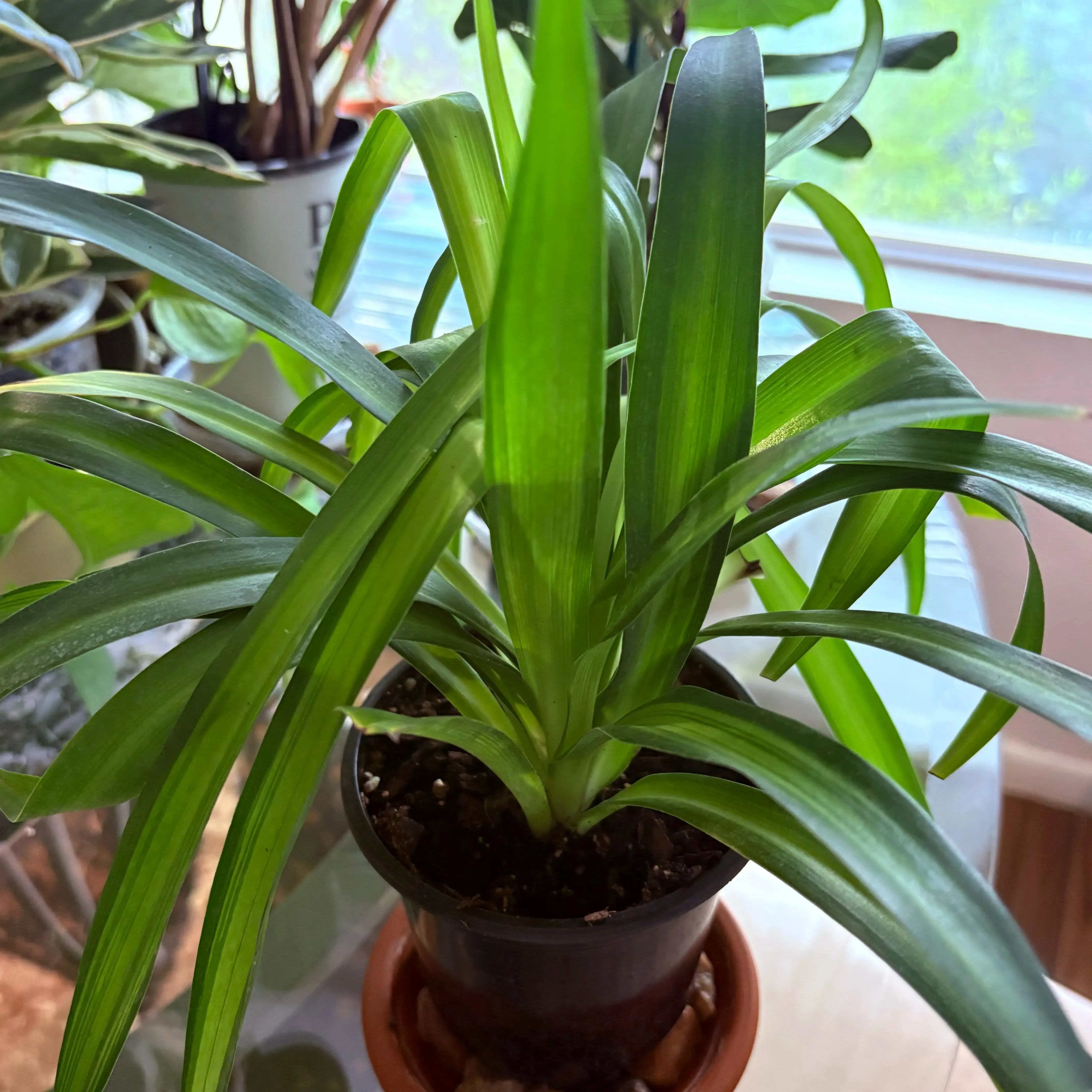 Photo of the plant species Hawaiian Spider Plant by @SweetAzurebluet named Luna on Greg, the plant care app