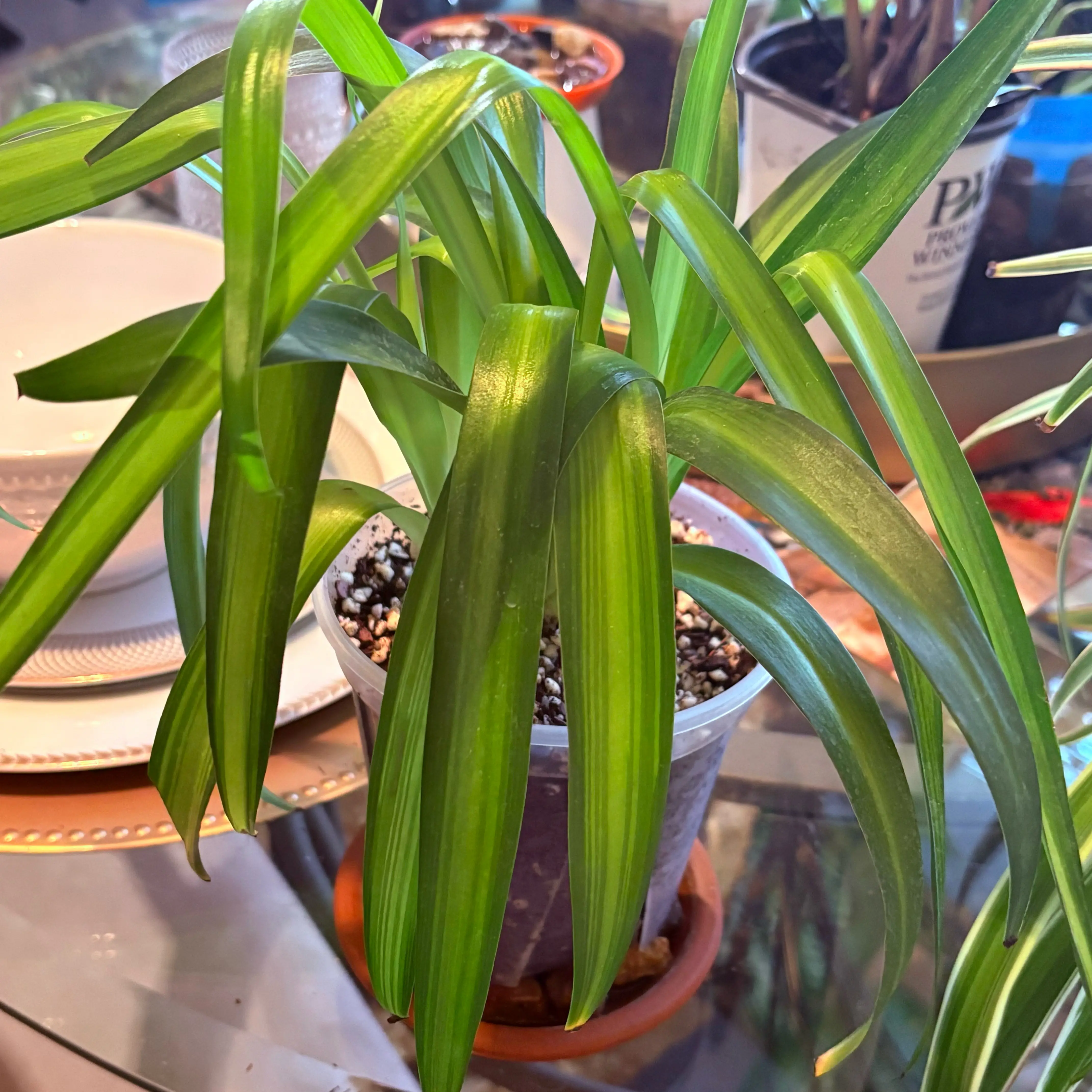 Photo of the plant species Hawaiian Spider Plant by @SweetAzurebluet named Luna on Greg, the plant care app