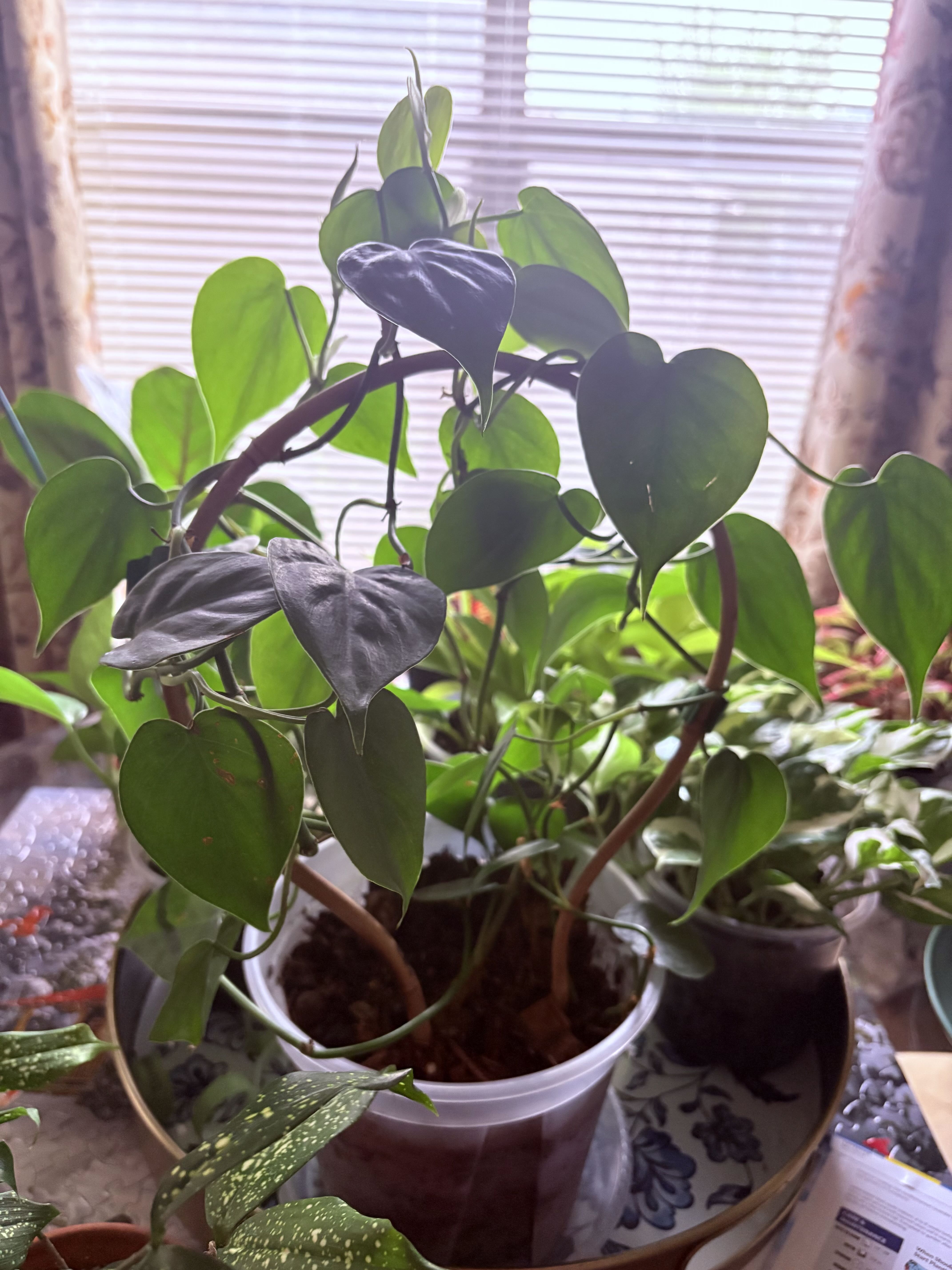 Photo from the post