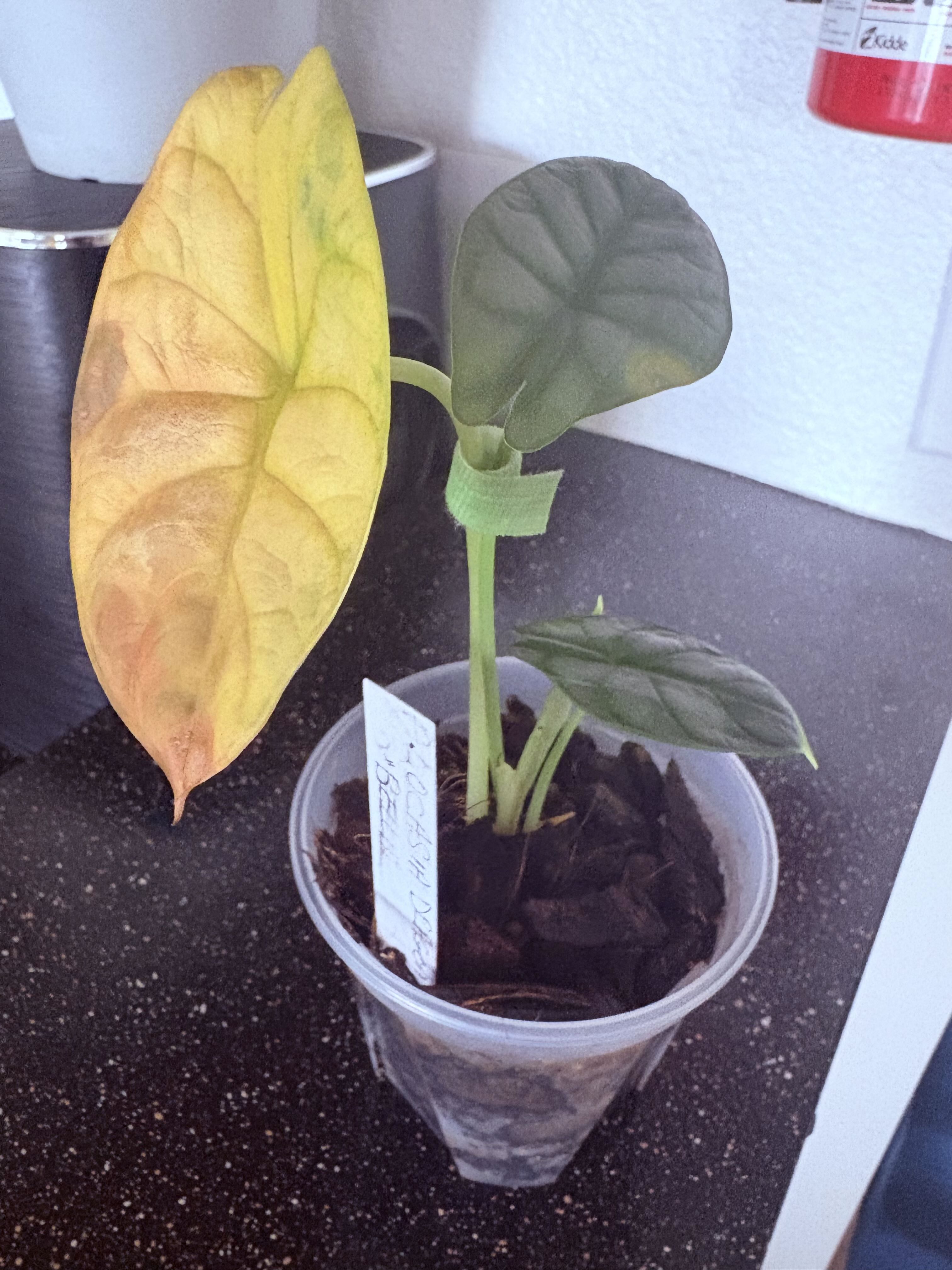 Photo from the post