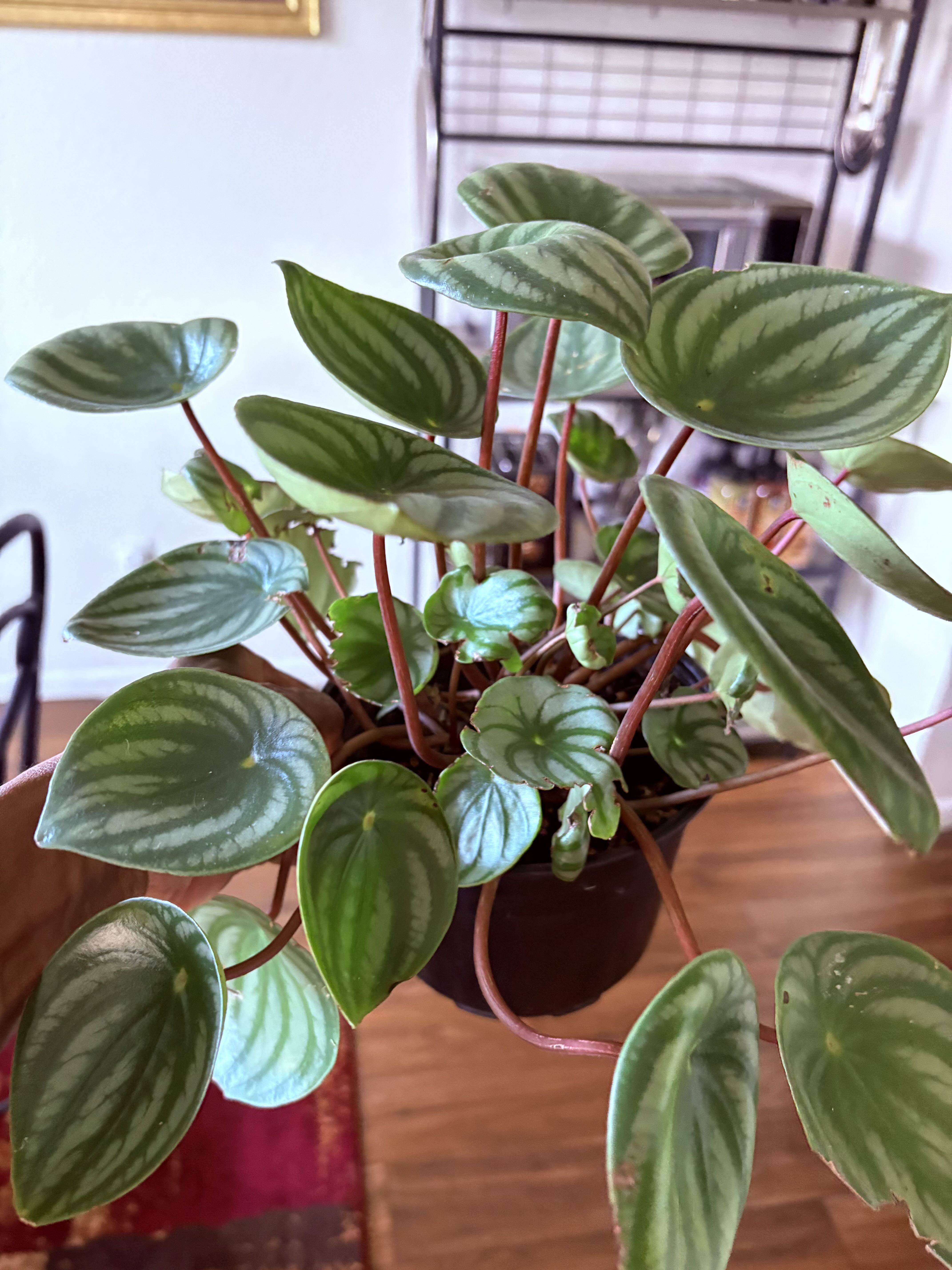 Photo from the post