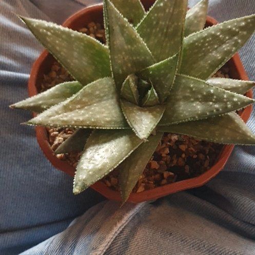 Photo of the plant species Gasteraloe 'Apollo' by @SmartRedribbons named Morgan Treeman on Greg, the plant care app