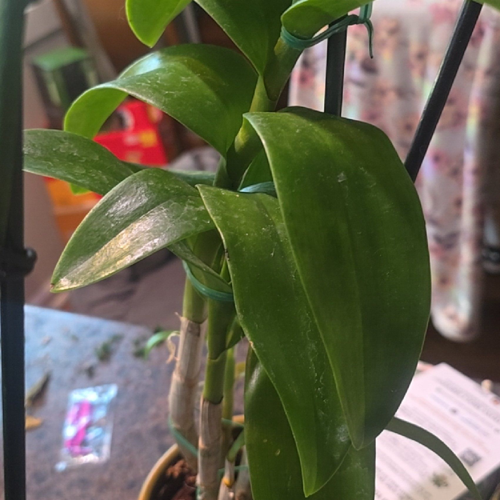 Dendrobium Phalaenopsis plant with healthy green leaves supported by stakes.