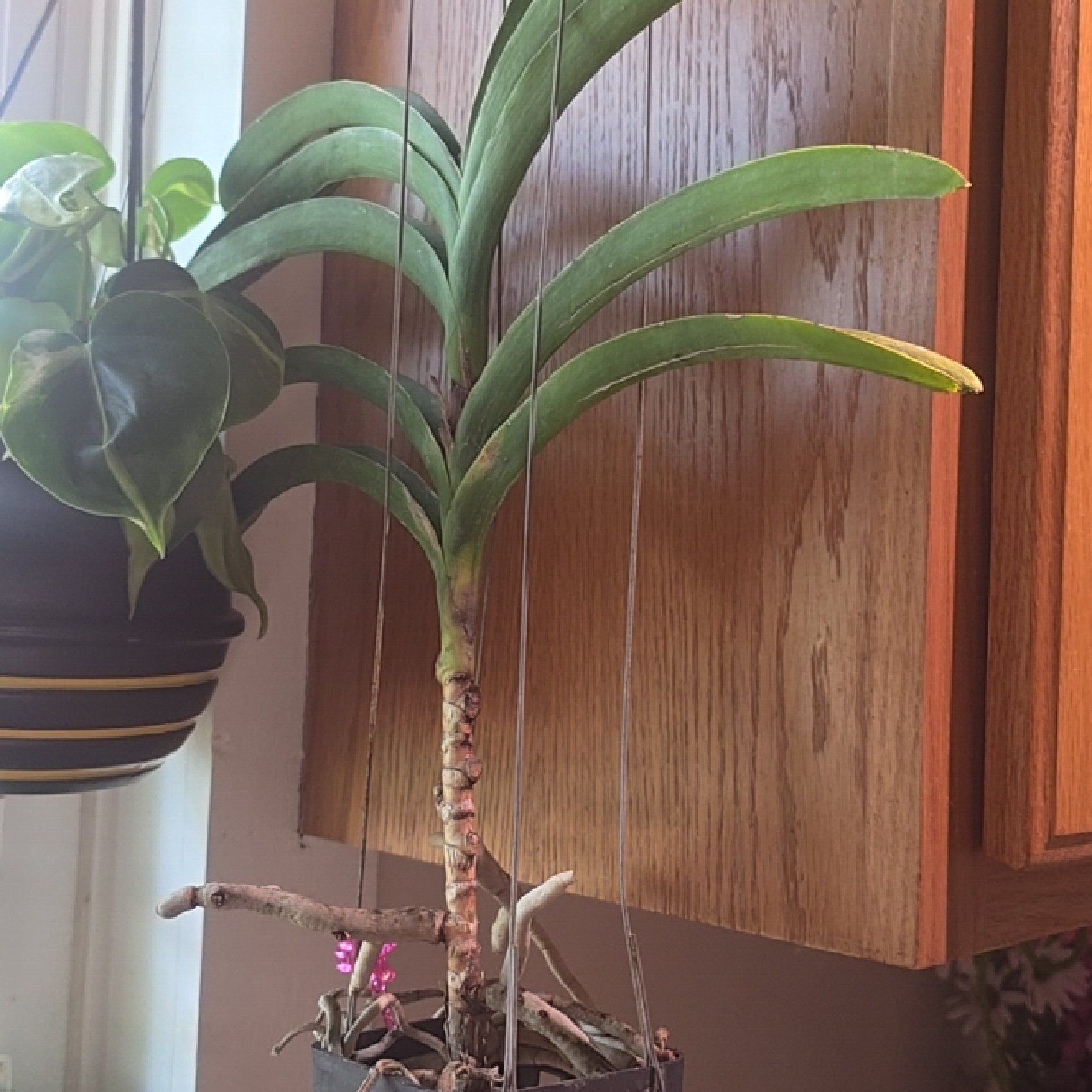 Photo of the plant species Vanda Orchid by @LastingMoonwort named Sage on Greg, the plant care app
