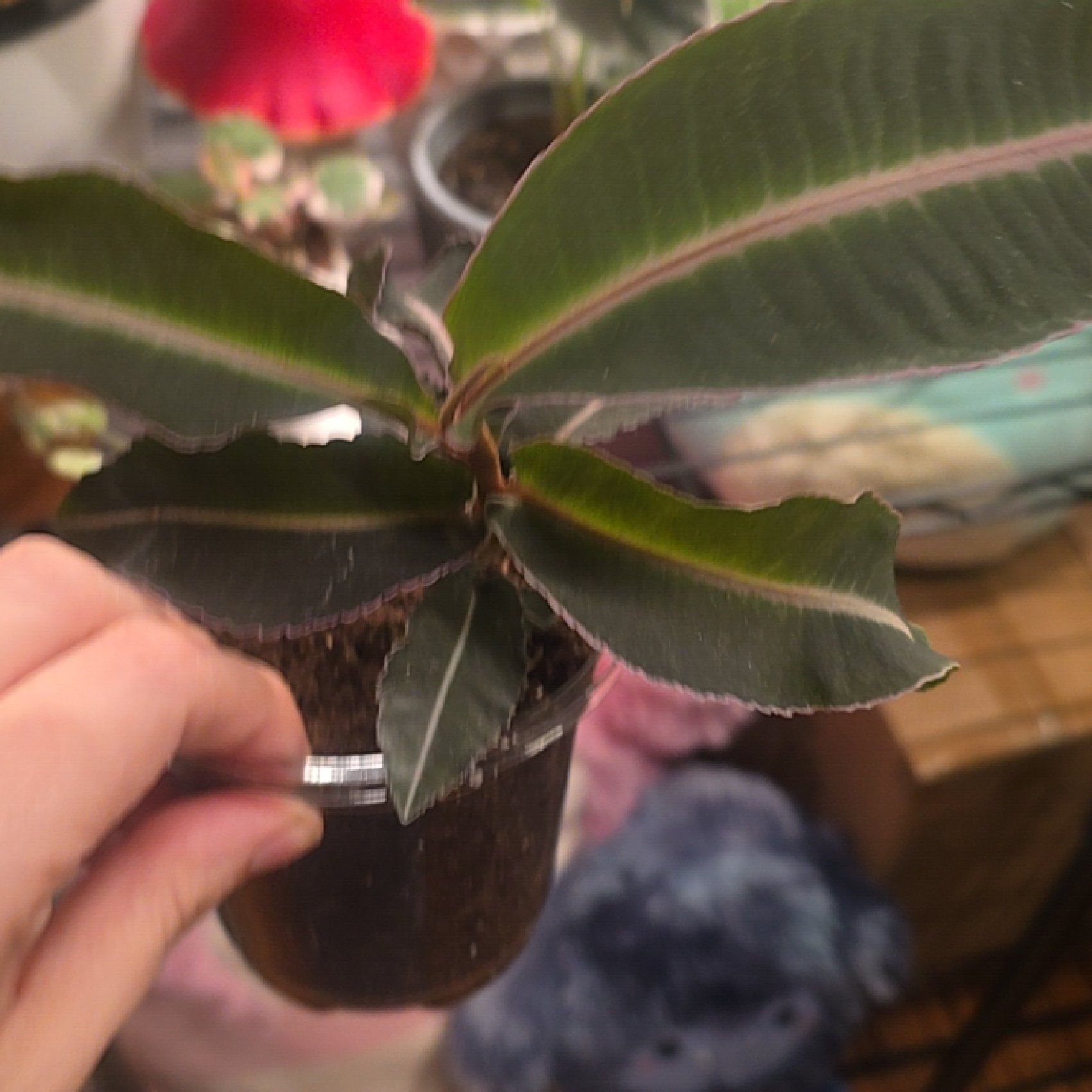 Photo of the plant species Labisia pumila 'Electric Pink' by @LastingMoonwort named Shakira on Greg, the plant care app