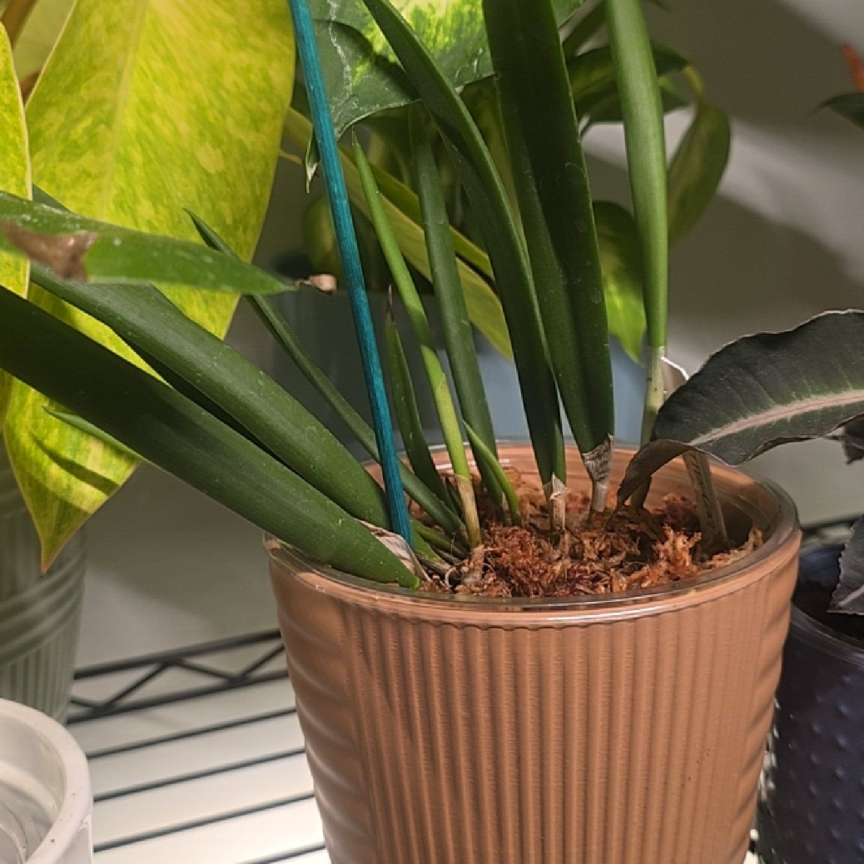 Photo of the plant species Brassavola Little Stars by @LastingMoonwort named Mollie on Greg, the plant care app