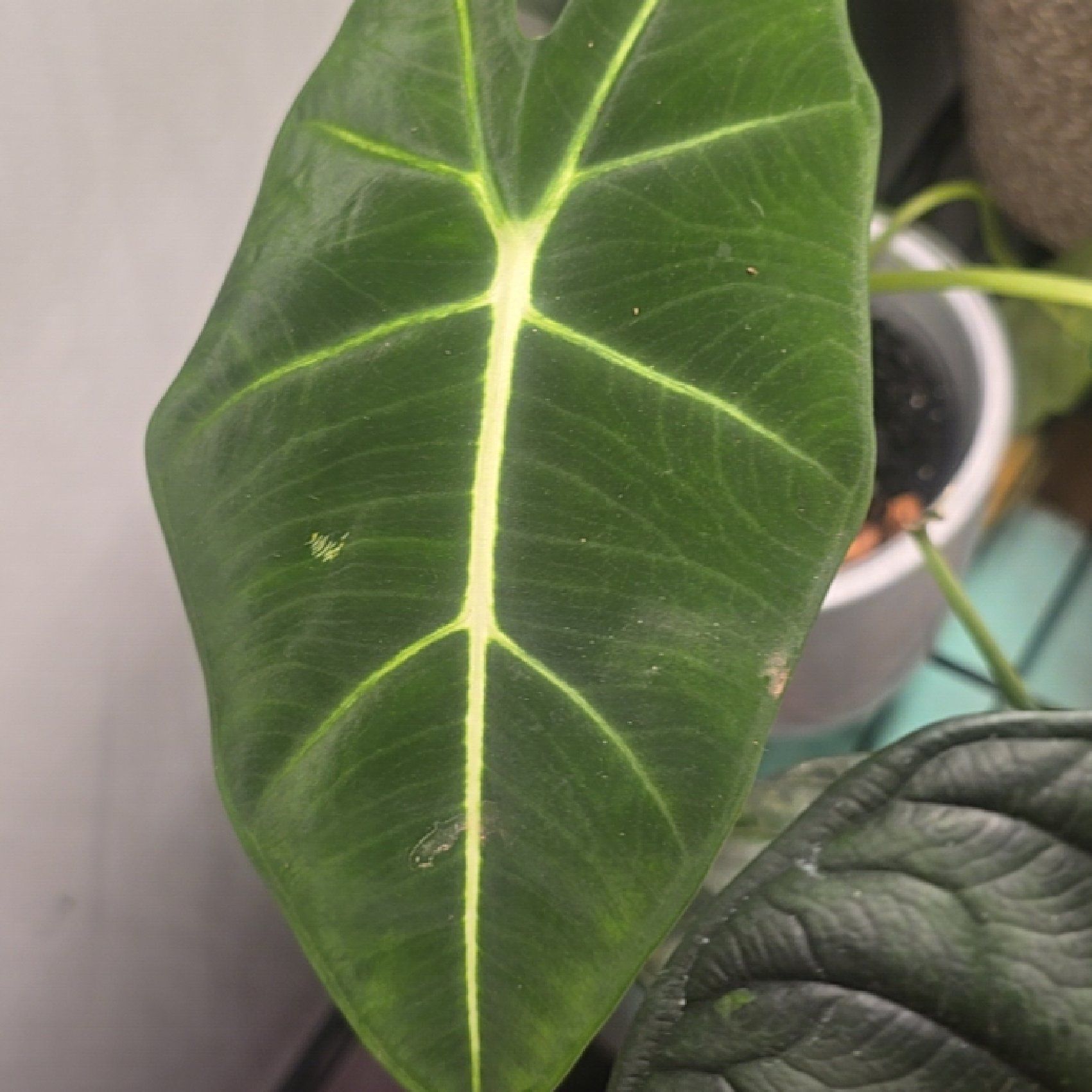 Photo of the plant species Alocasia Velvet Elvis by @LastingMoonwort named Fernie Mac on Greg, the plant care app