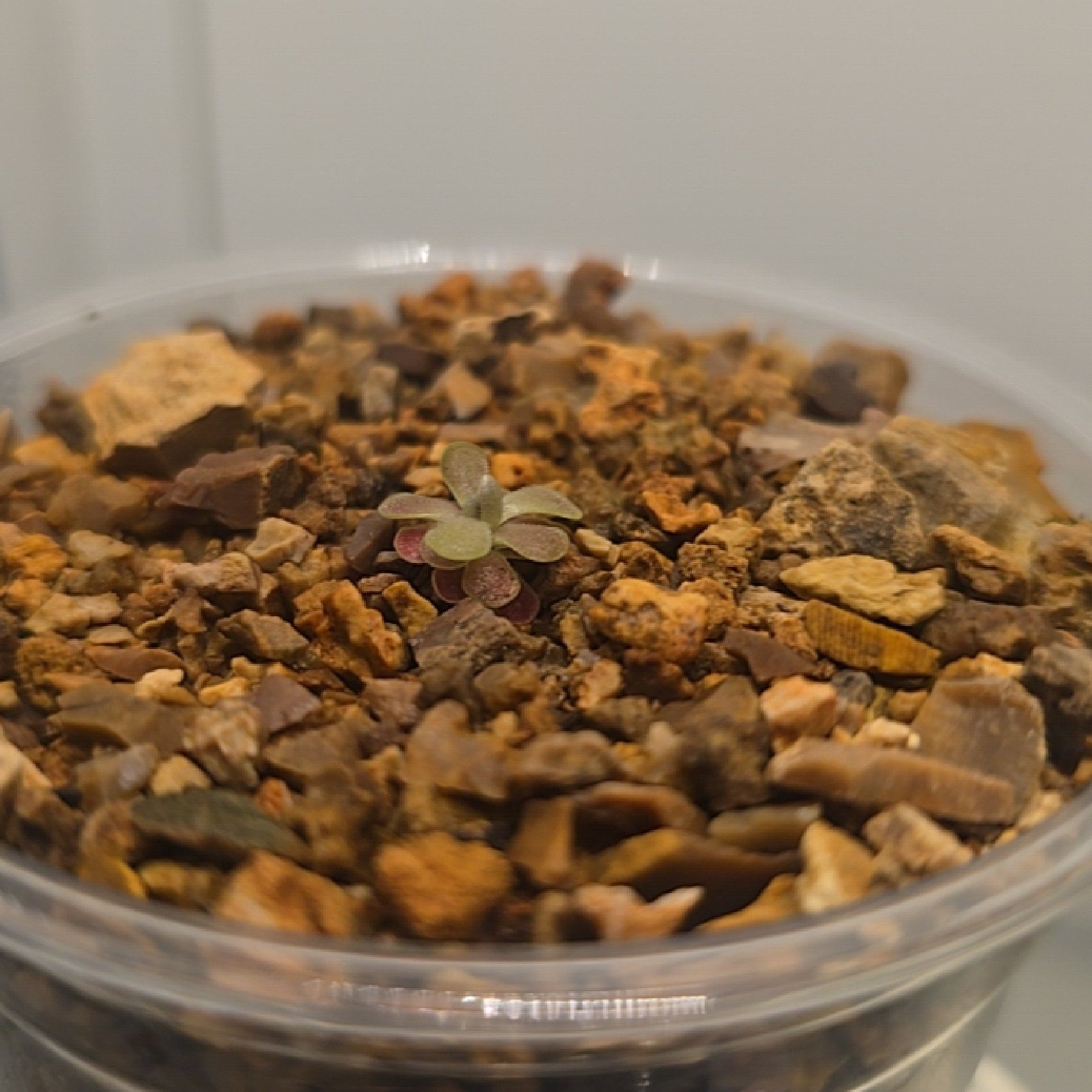 Photo of the plant species Butter Worth by @LastingMoonwort named Mrs. Butterworth on Greg, the plant care app