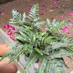 Photo of the plant species East Indian Holly Fern by @jordanmack named Stella on Greg, the plant care app