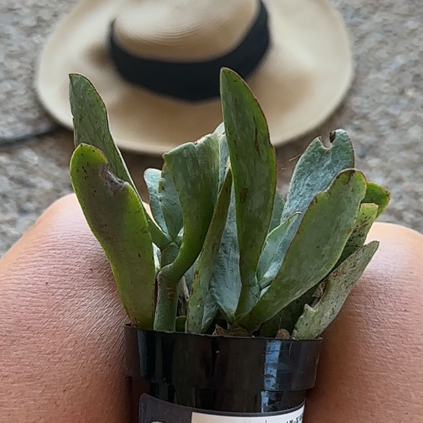 Photo of the plant species Crassula 'Blue Bird' by @EagerBokchoi named Plato on Greg, the plant care app
