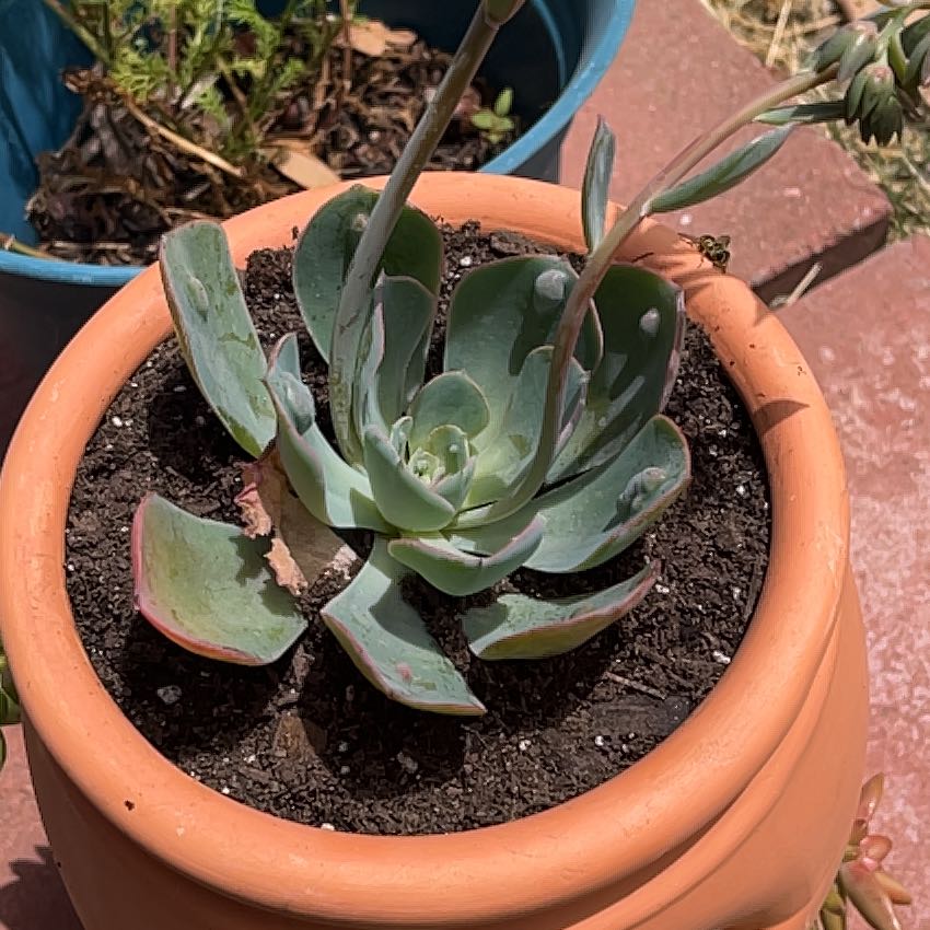 Raindrops Echeveria succulent in a terracotta pot with visible soil.