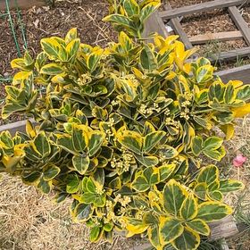Photo of the plant species Golden Euonymus by @HoneyedDeathcap named Ronaldo on Greg, the plant care app