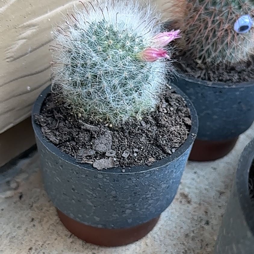 Powder Puff Cactus in a pot with a small pink flower blooming.