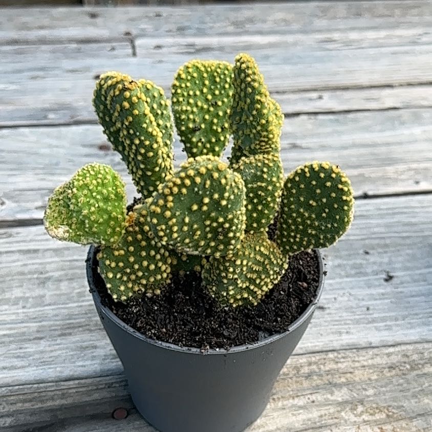Photo of the plant species Crazy Bunny Ears by @Cactusboy named Tree Diddy on Greg, the plant care app