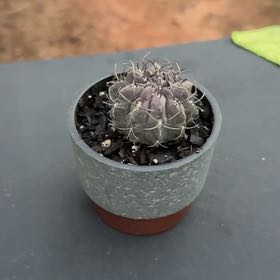 Photo of the plant species Purple Karoo Rose by @Cactusboy named Coco on Greg, the plant care app