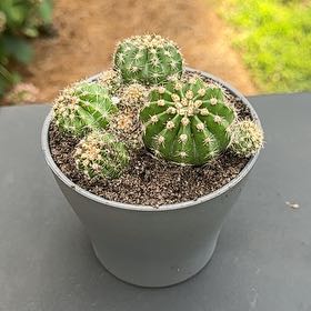 Photo of the plant species Echinopsis eyriesii by @Cactusboy named Remington on Greg, the plant care app