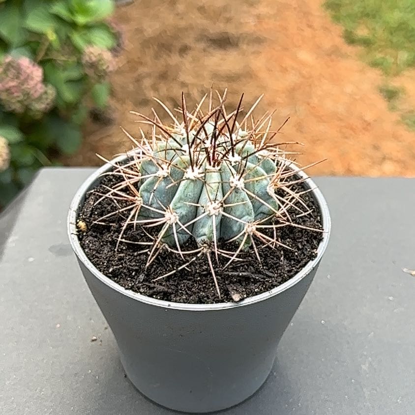 Photo of the plant species Melocactus azureus by @Cactusboy named Maya on Greg, the plant care app