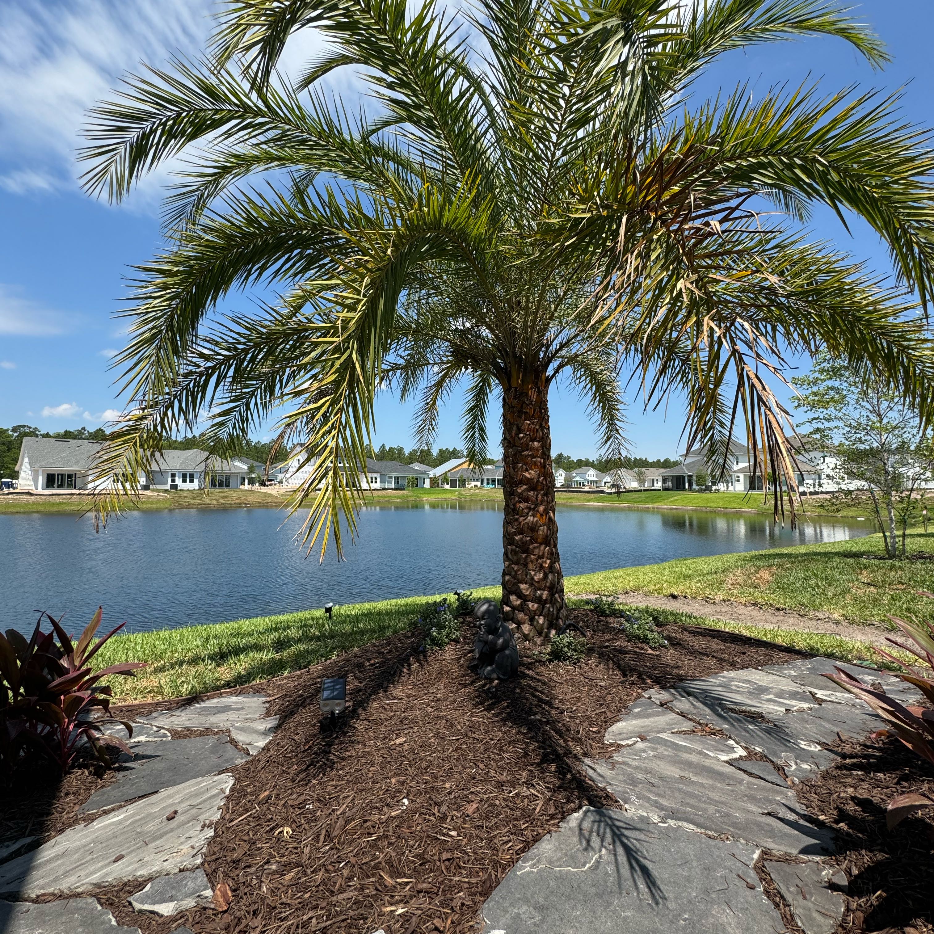 Photo of the plant species Sylvester Palm by @SportMoneytree named Phoenix sylvestris on Greg, the plant care app