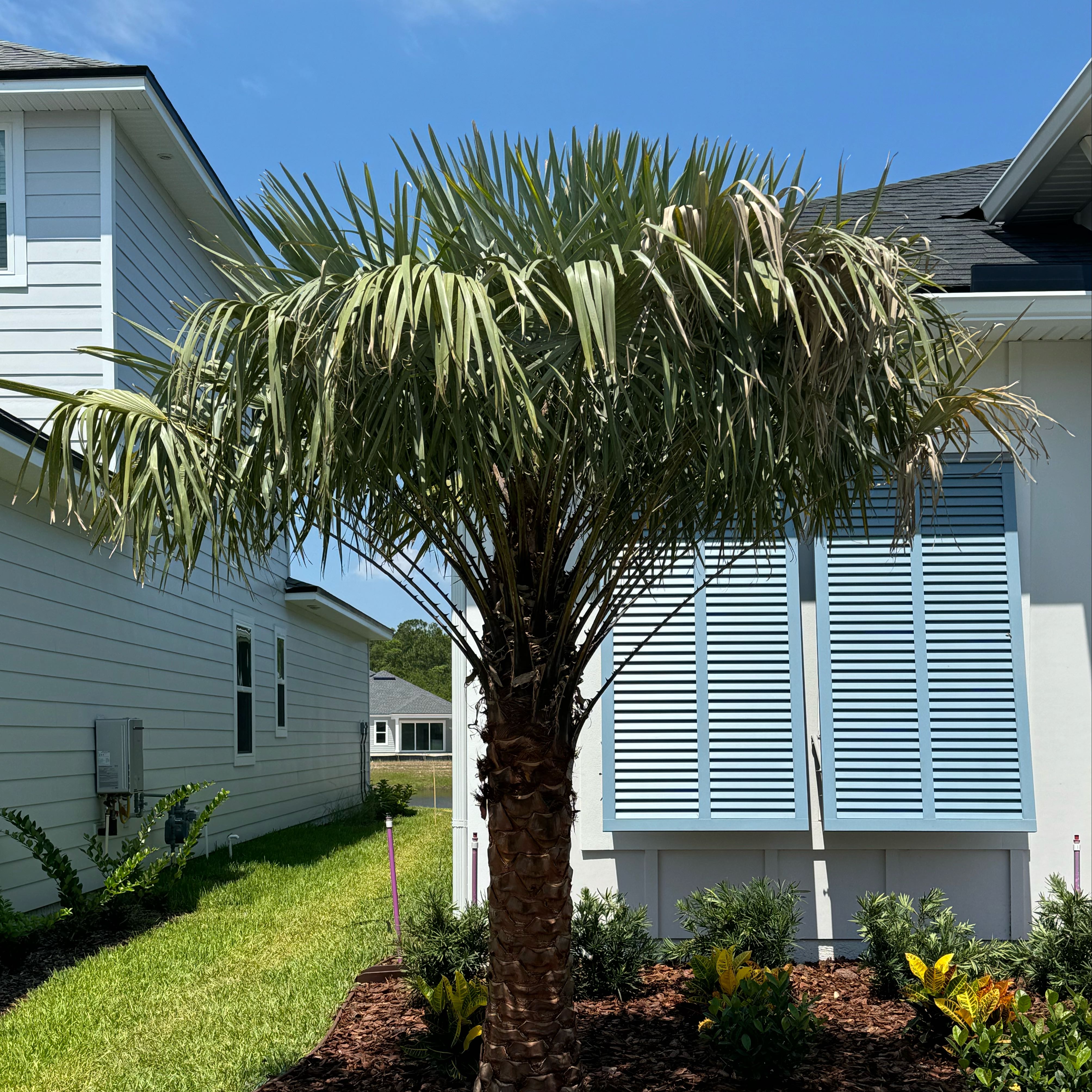 Photo of the plant species Caranday Palm by @SportMoneytree named Copernicia alba on Greg, the plant care app
